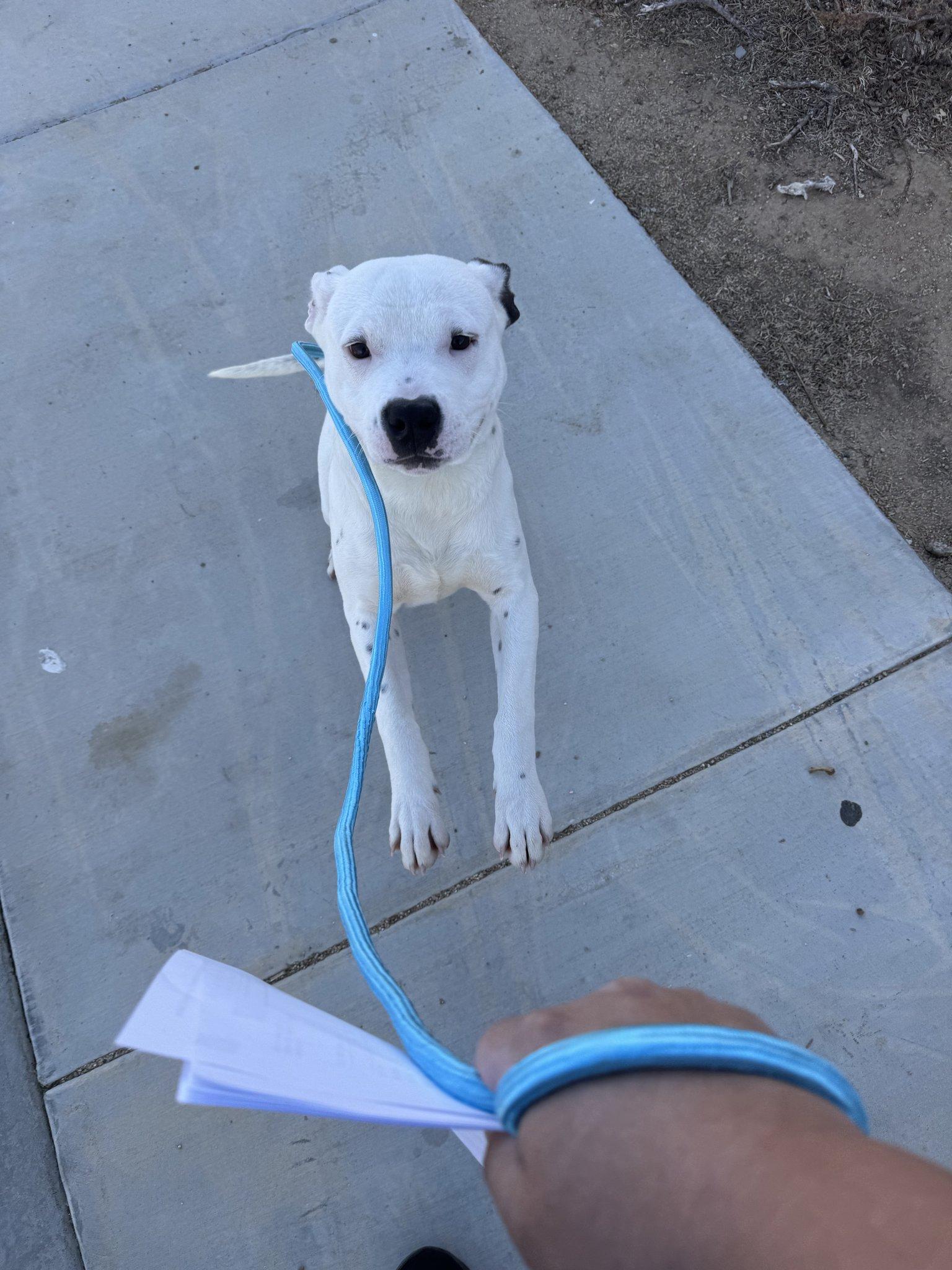 Enlarge Domino, a Adoptable Pit Bull Terrier in Roseville, CA image 2/3