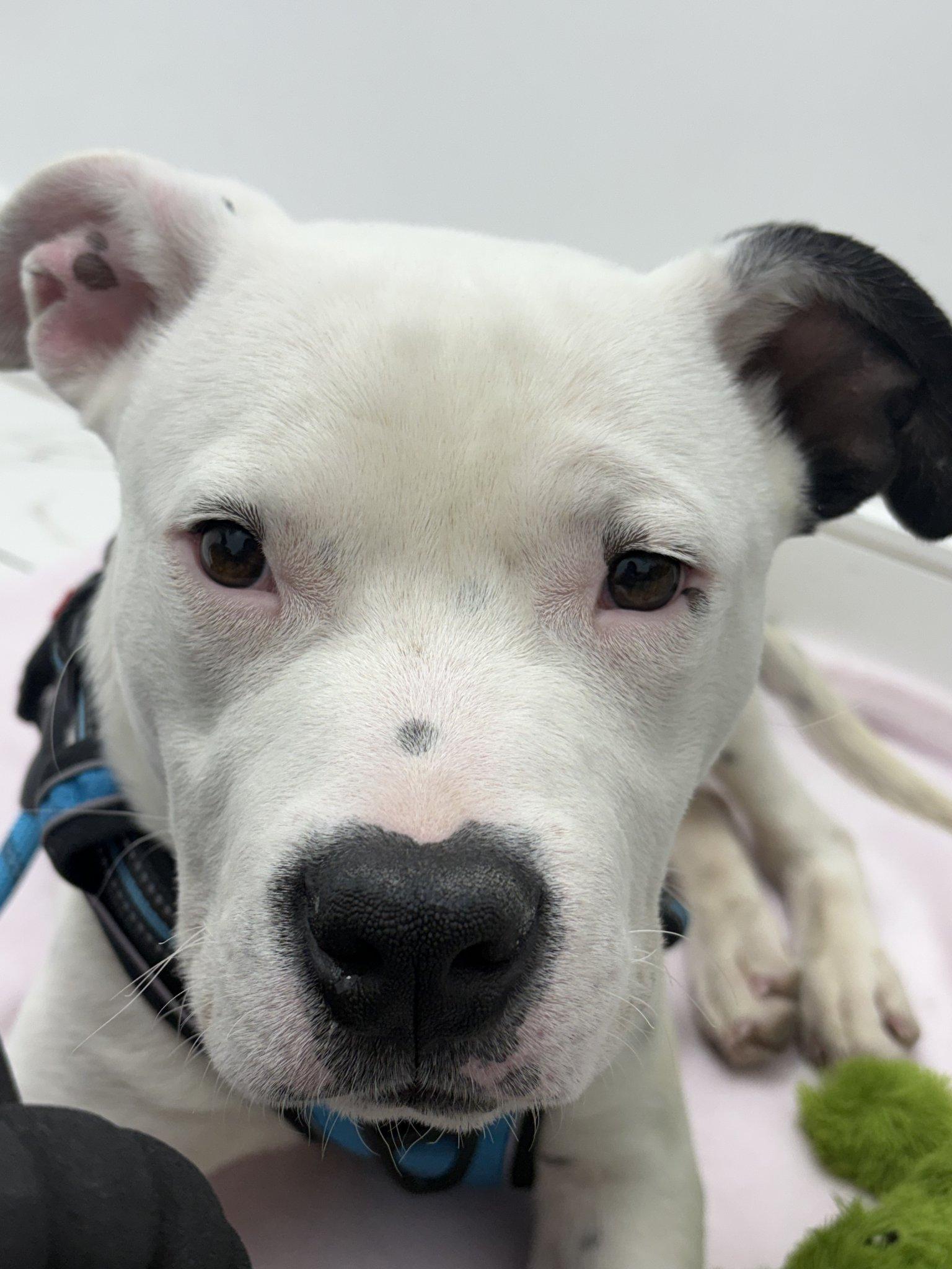 Enlarge Domino, a Adoptable Pit Bull Terrier in Roseville, CA image 3/3