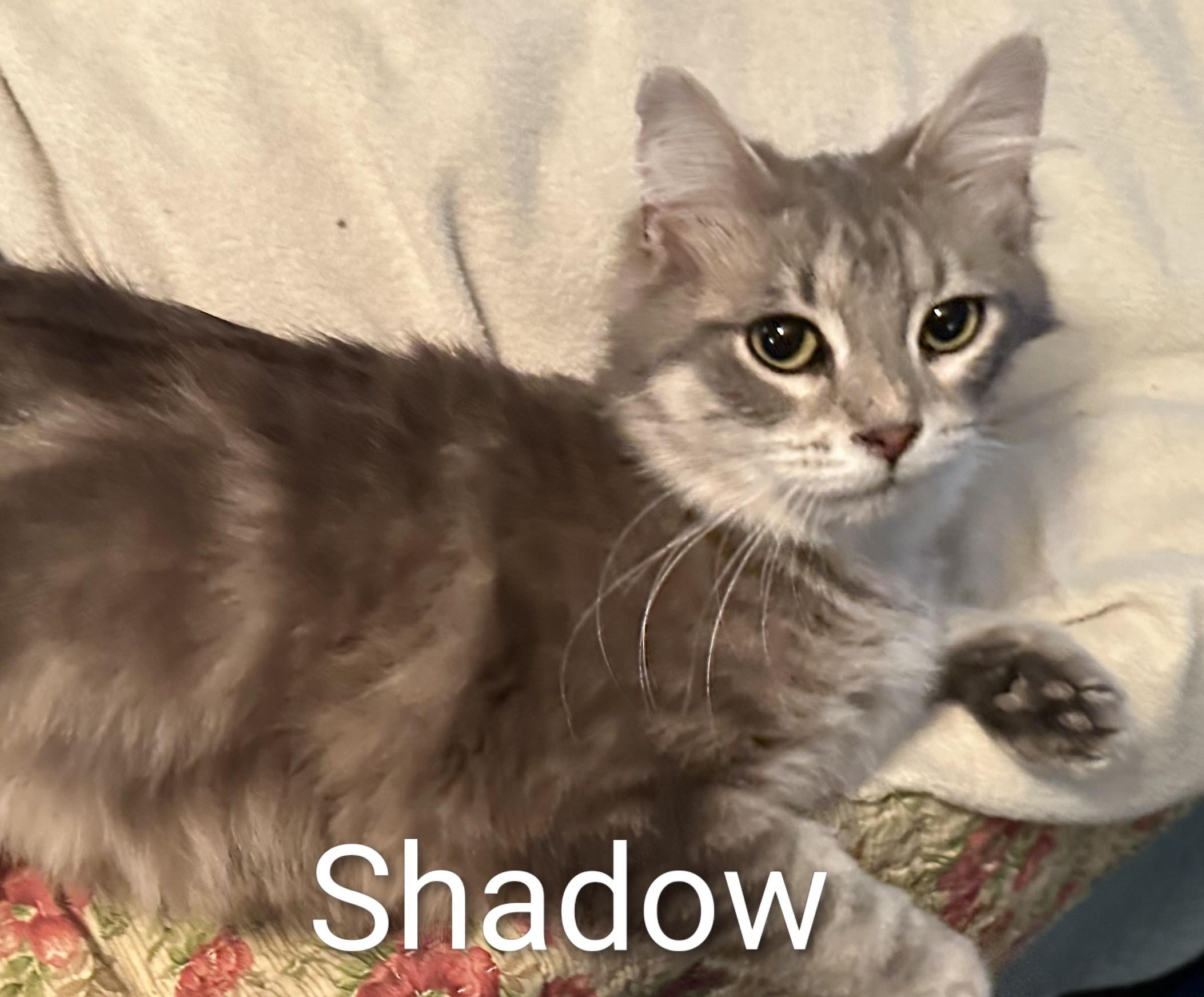 Shadow, adopted, Young Male Domestic Medium Hair.