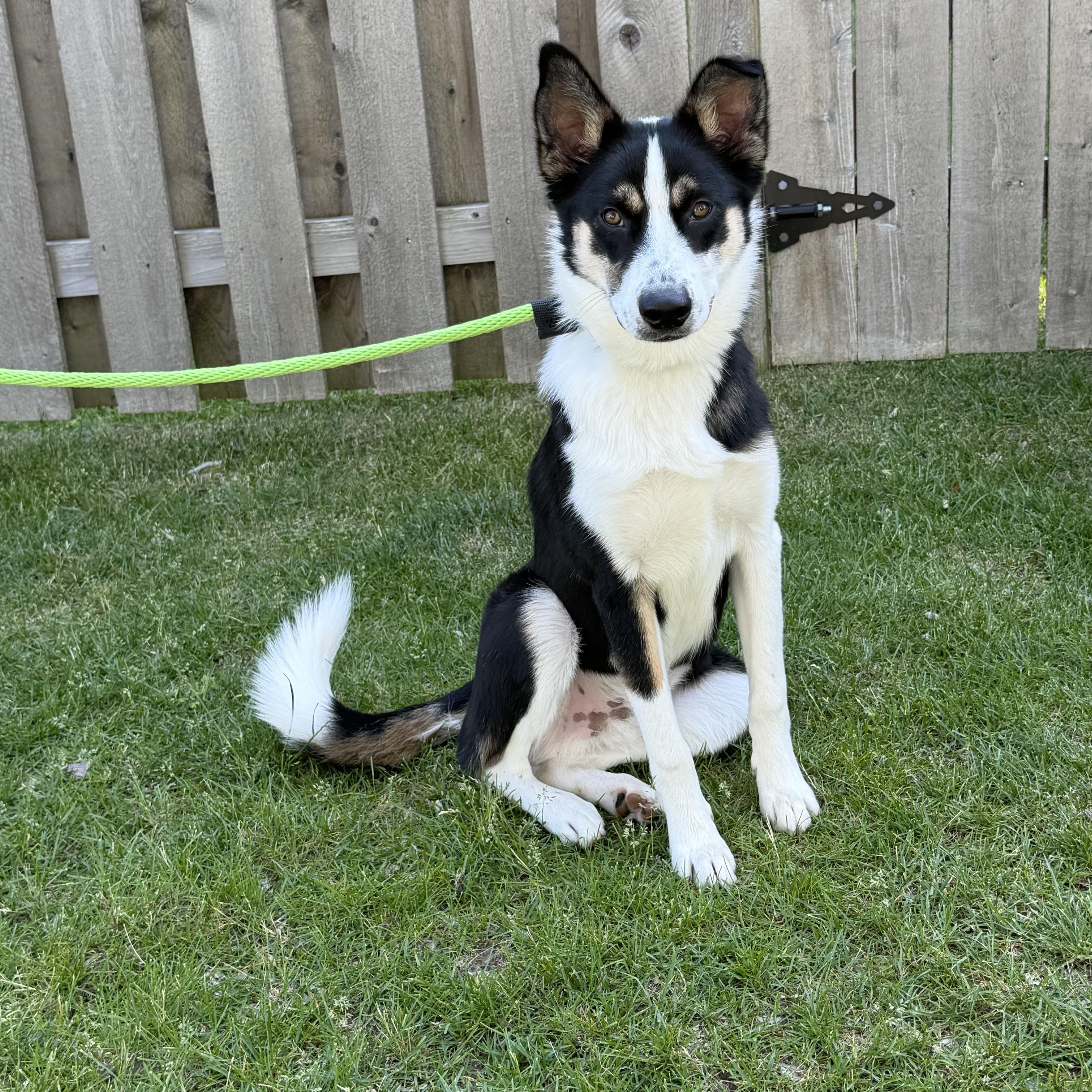 Birdo, adopted, Young Male Australian Shepherd.