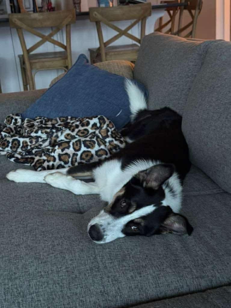 Birdo, an adopted mixed breed in Crystal Lake, IL image 2/5