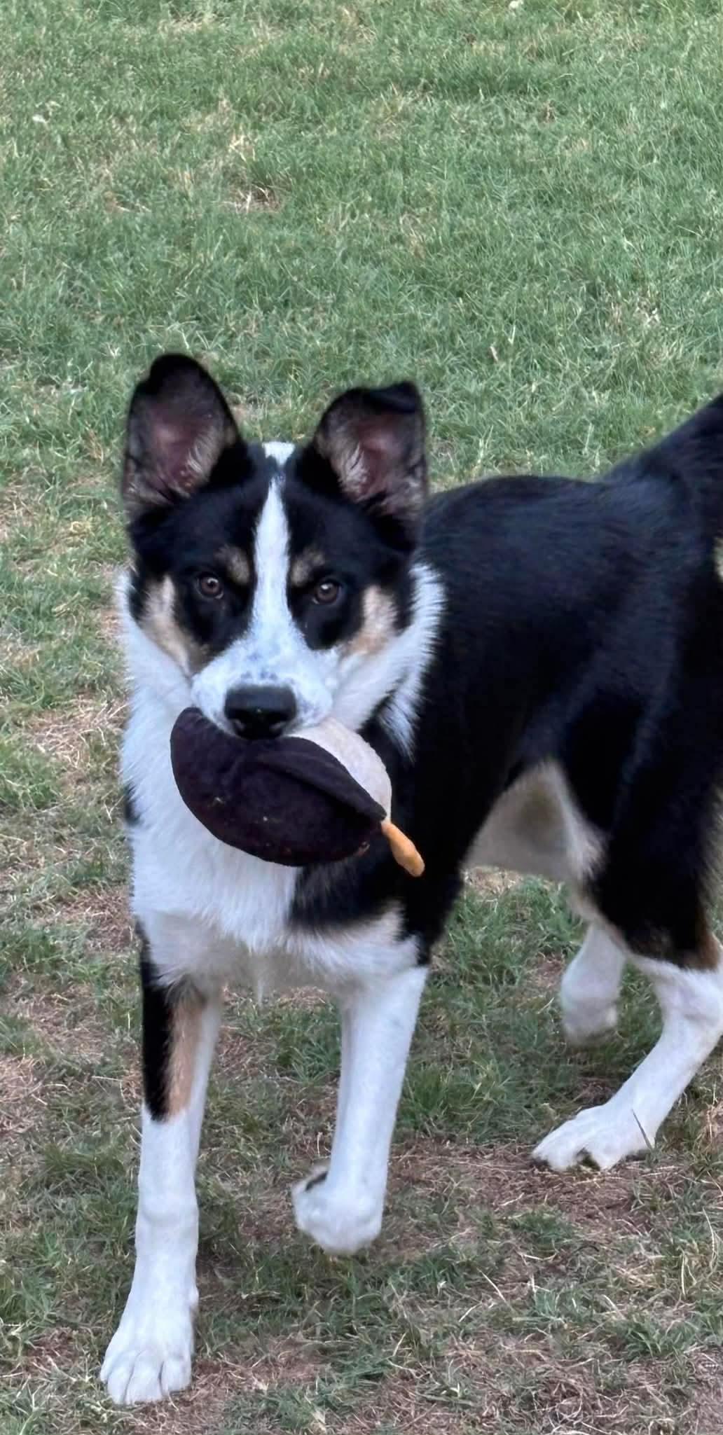 Birdo, an adopted mixed breed in Crystal Lake, IL image 4/5
