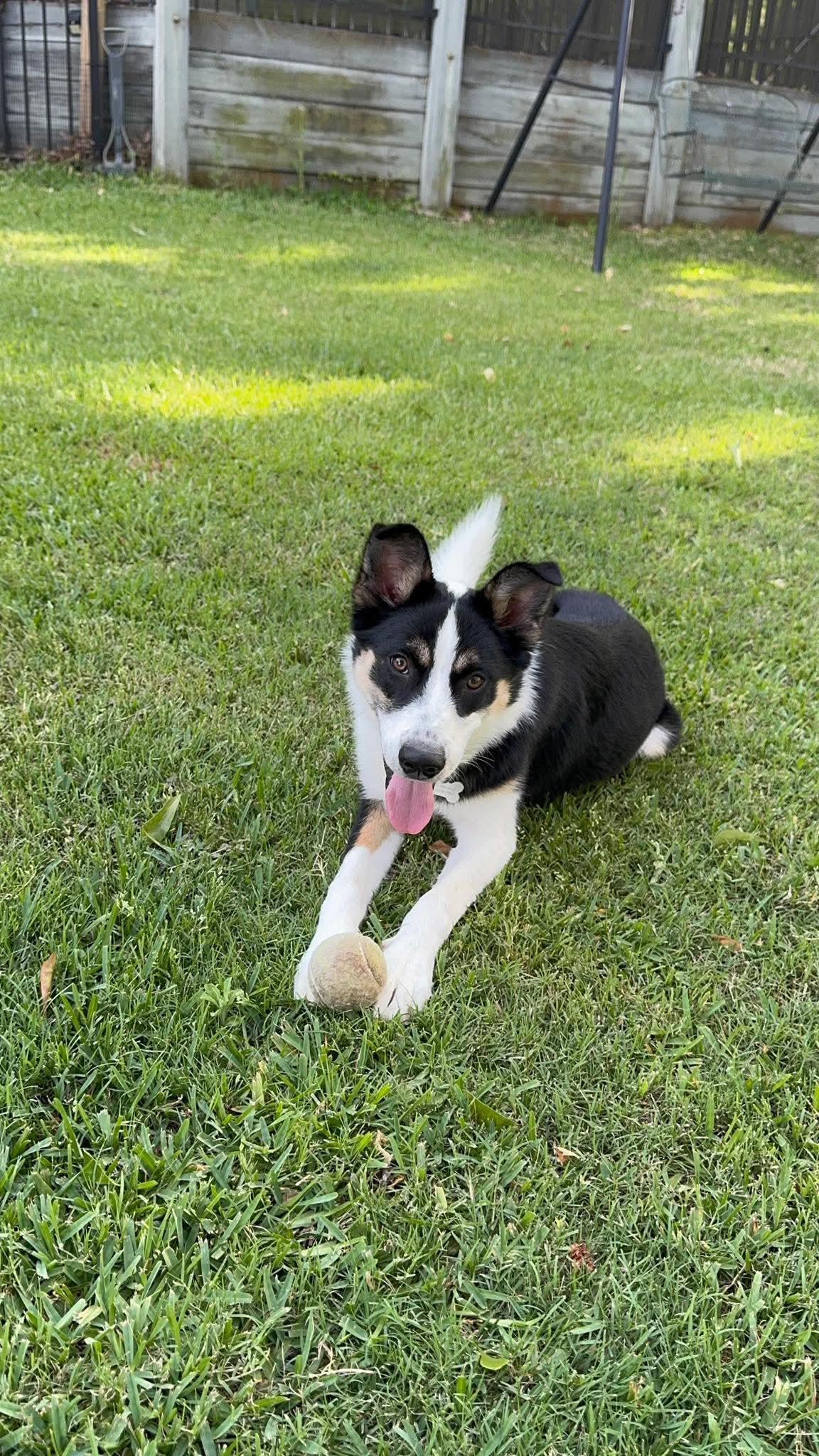 Birdo, an adopted mixed breed in Crystal Lake, IL image 3/5