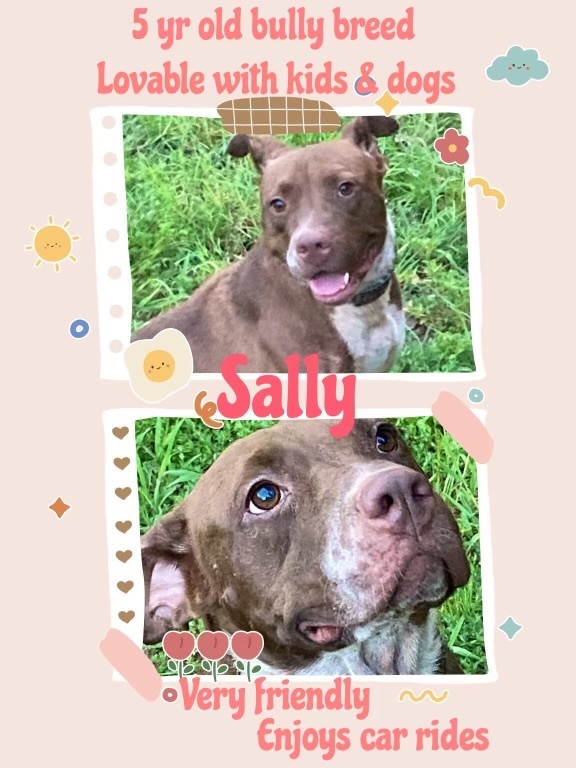 Sally, Adoptable, Adult Female American Bully & Hound.