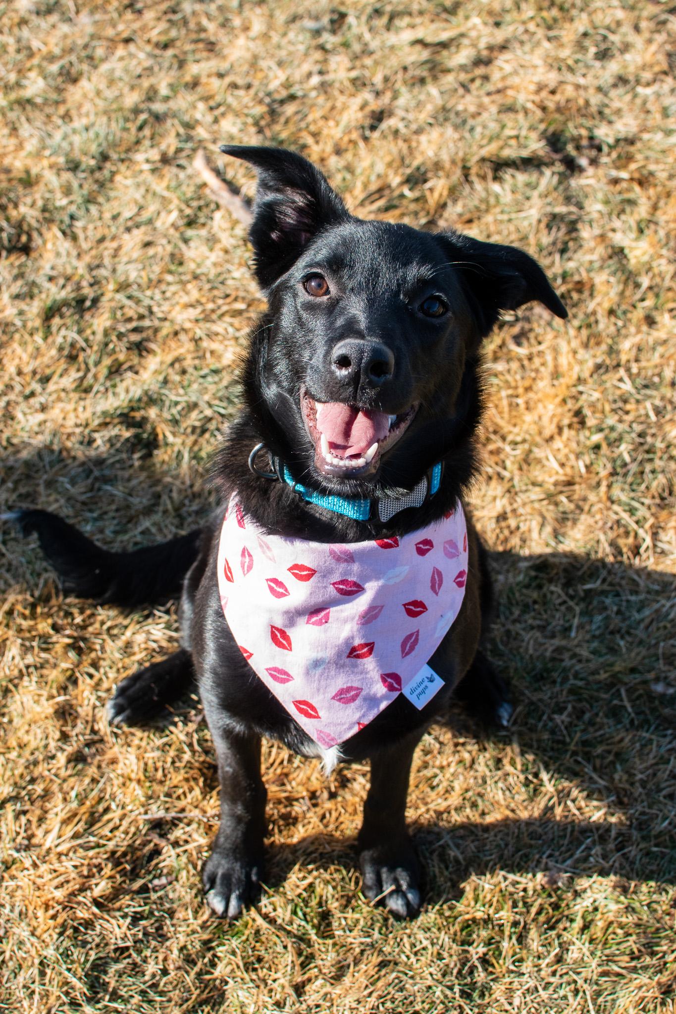 Memo, Adoptable, Young Female Border Collie & Dutch Shepherd.
