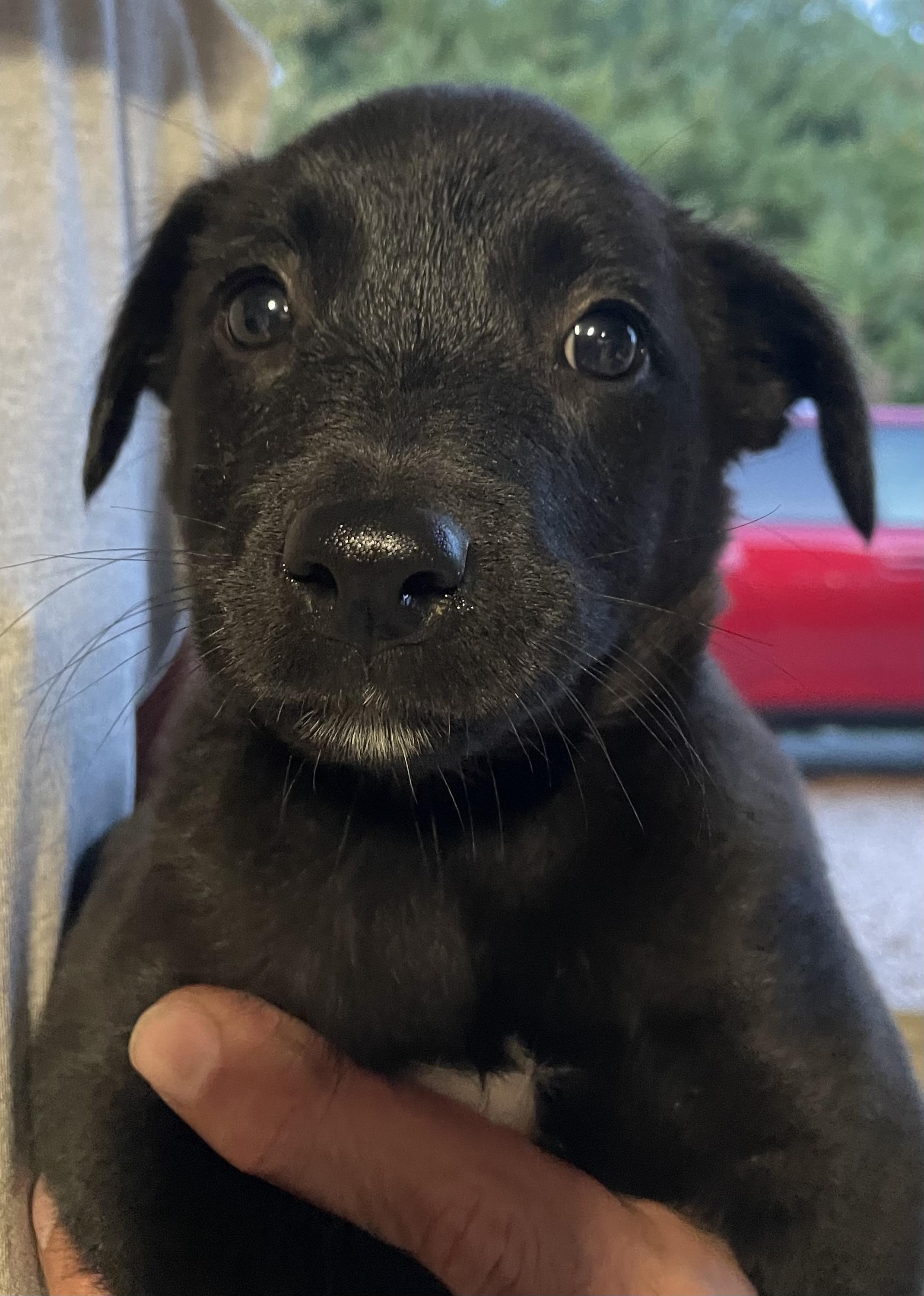 Enlarge Memo, a Adoptable mixed breed in Plainfield, IN image 1/1