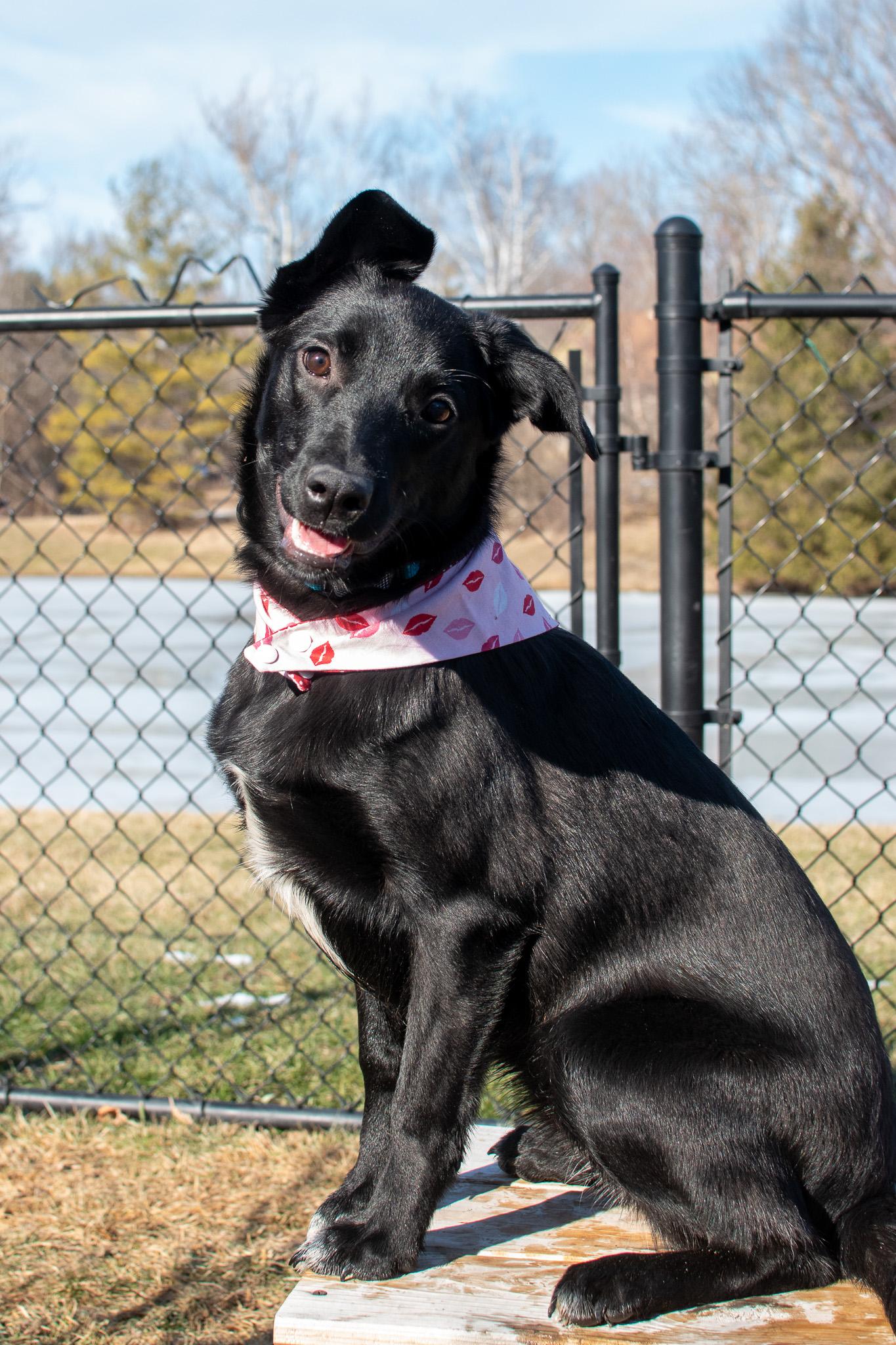 Enlarge Memo, a Adoptable mixed breed in Plainfield, IN image 3/4