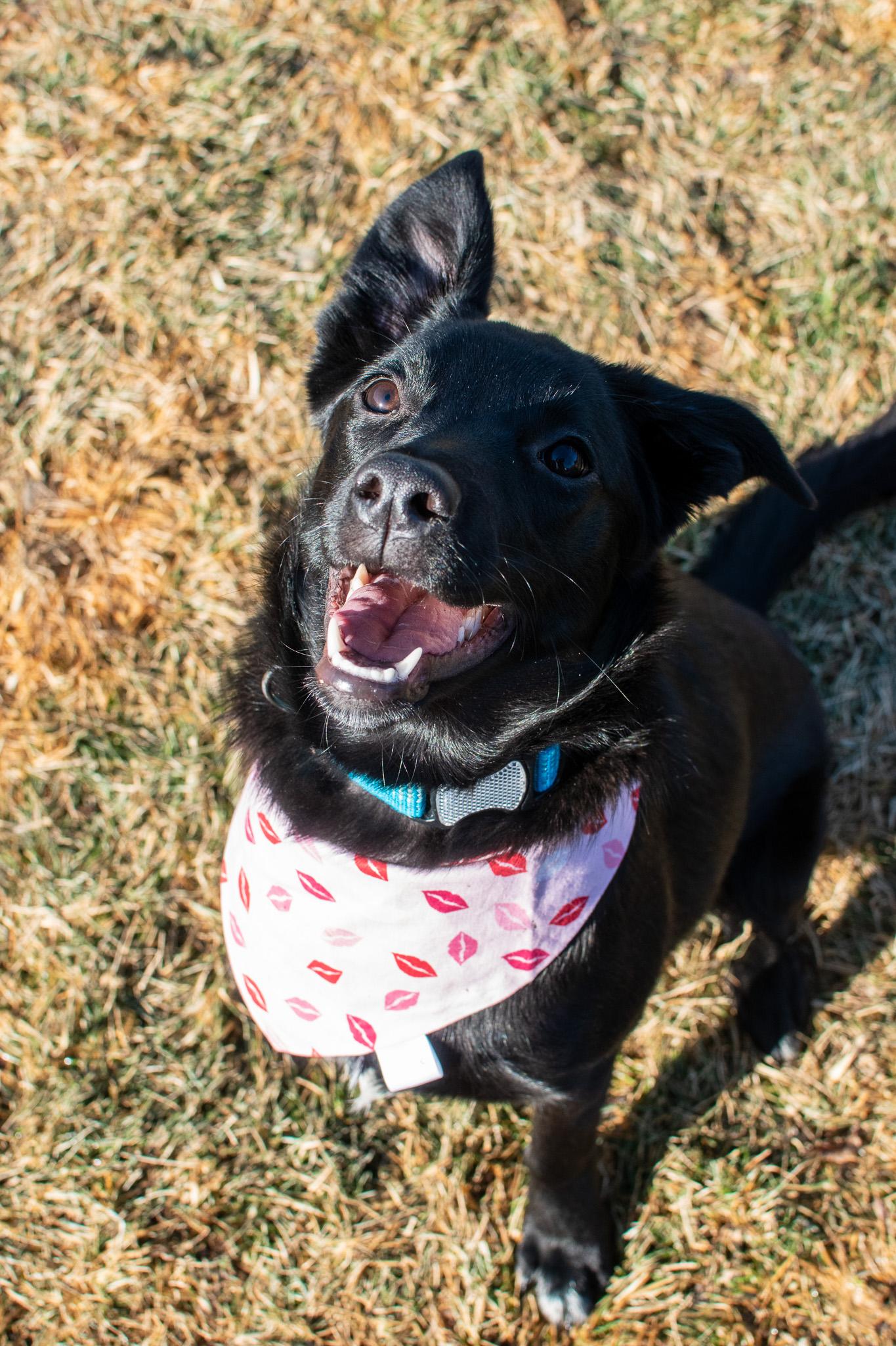 Enlarge Memo, a Adoptable mixed breed in Plainfield, IN image 2/4