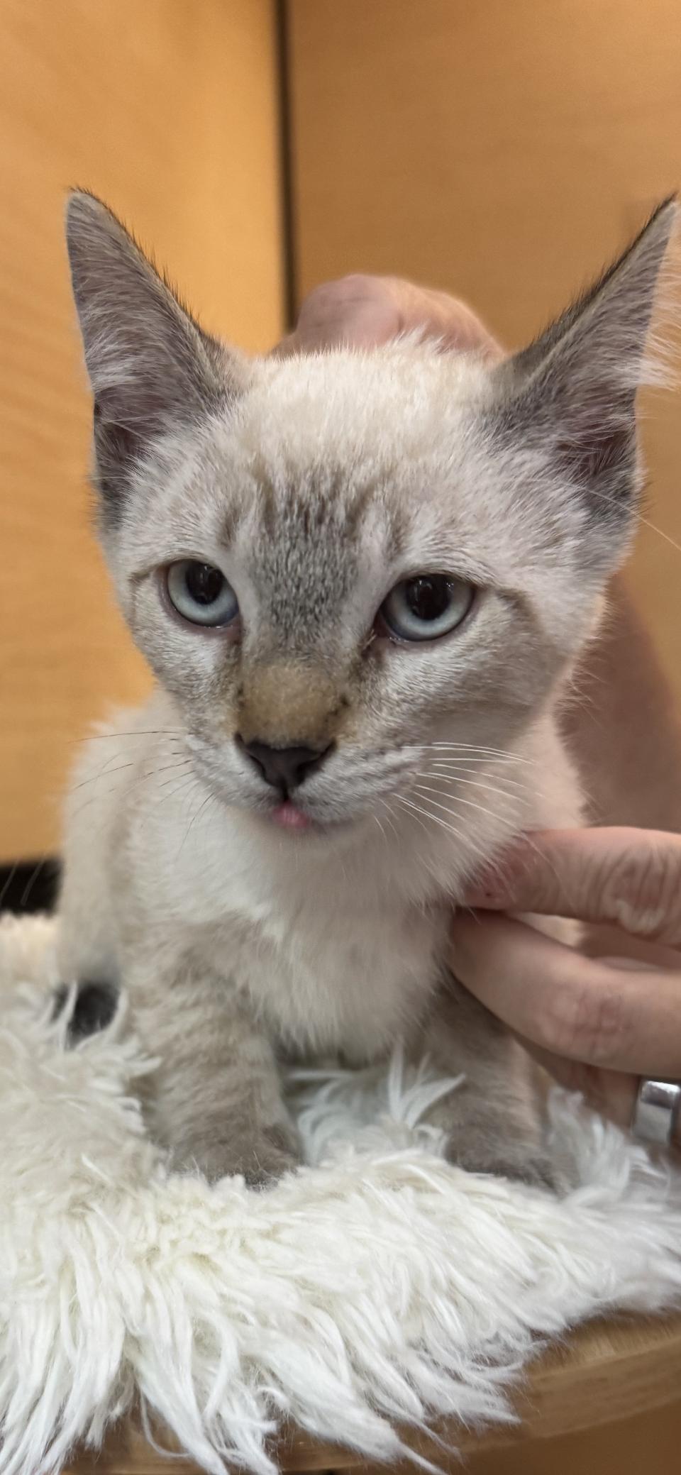 Enlarge Cricket, a Adoptable Siamese in Scottsdale, AZ image 1/2