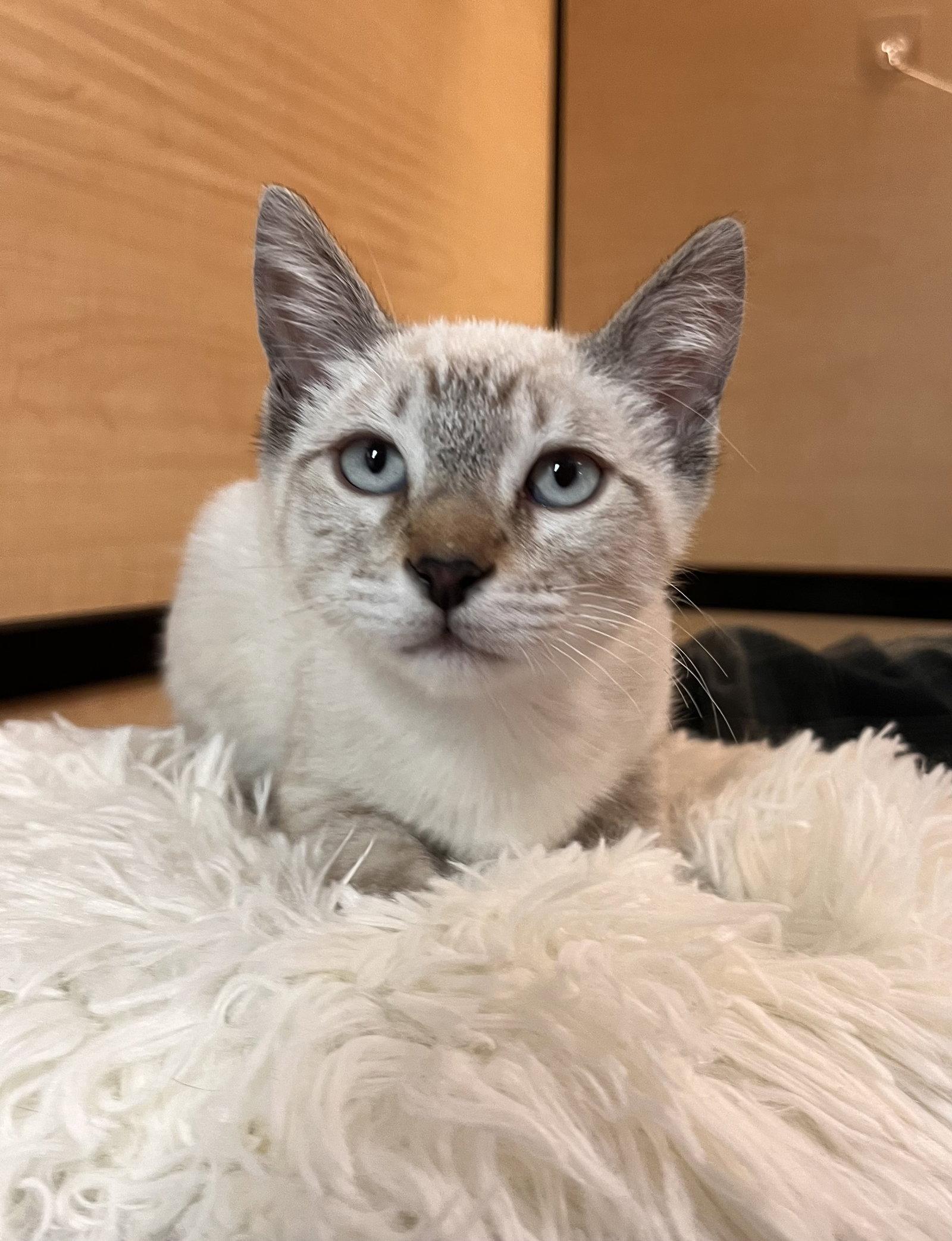 Enlarge Cricket, a Adoptable Siamese in Scottsdale, AZ image 2/2