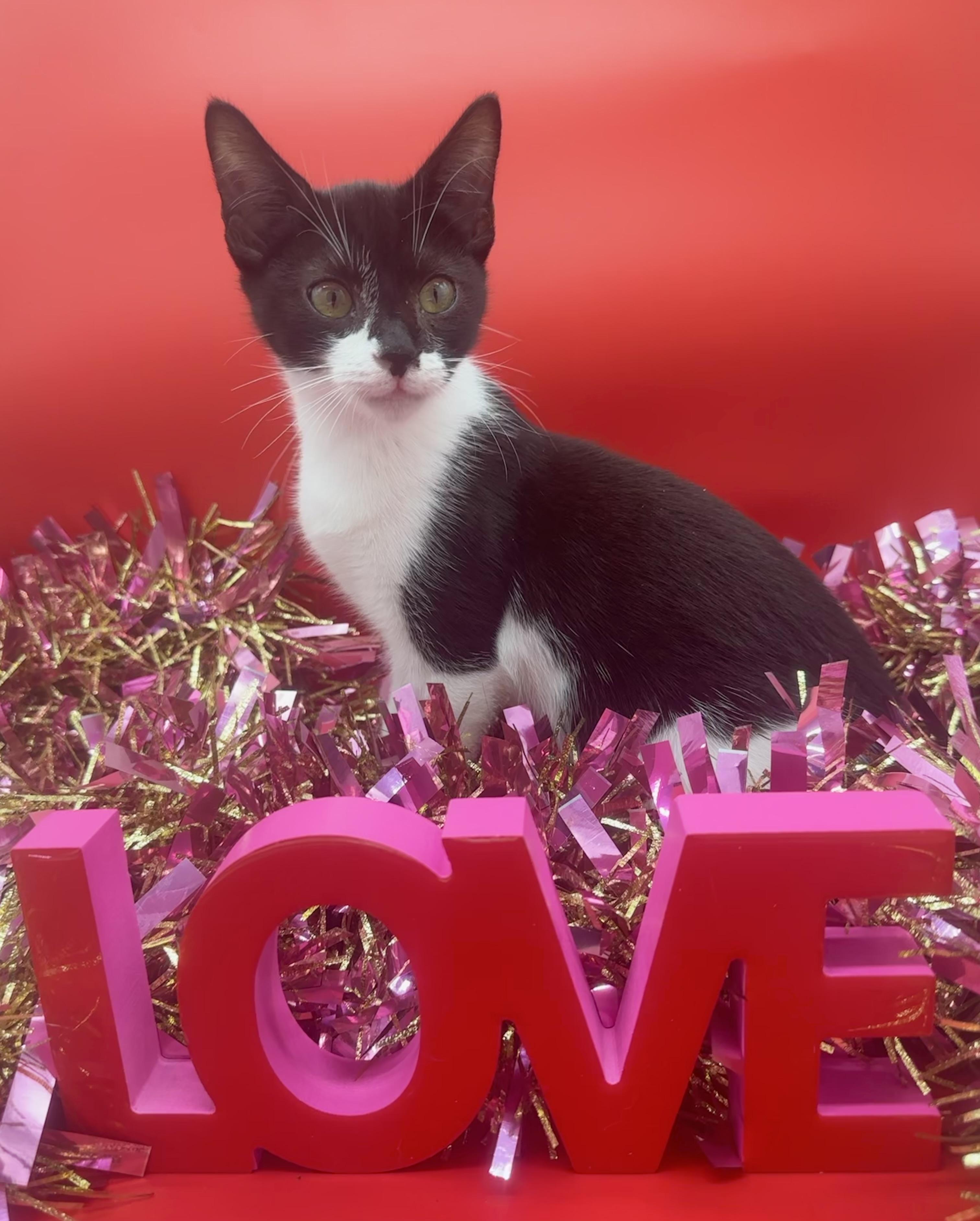 Enlarge Scarlett , a ADOPTABLE Domestic Short Hair in HUNTINGTON BEACH, CA image 5/5