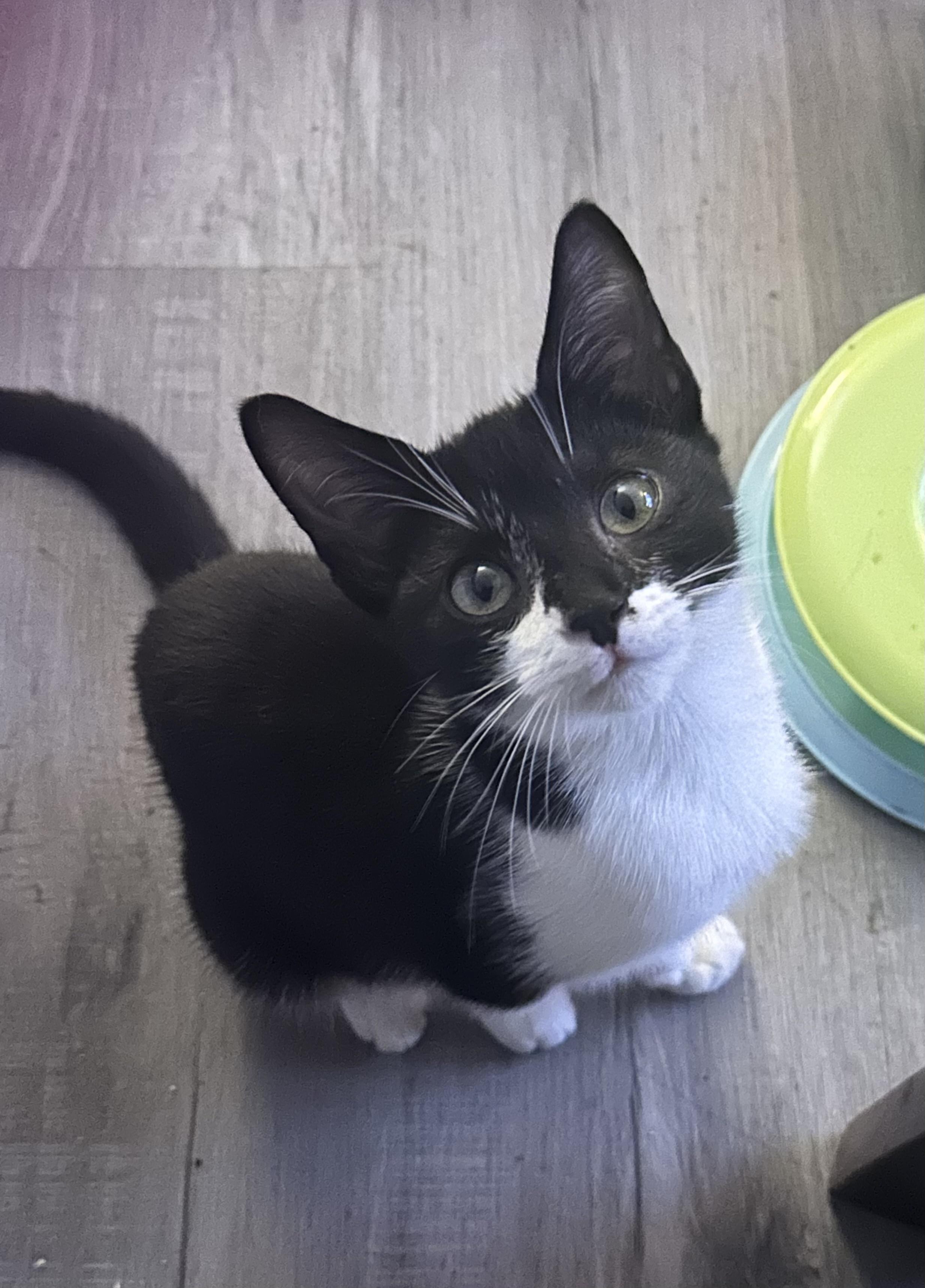 Enlarge Scarlett , a ADOPTABLE Domestic Short Hair in HUNTINGTON BEACH, CA image 1/5