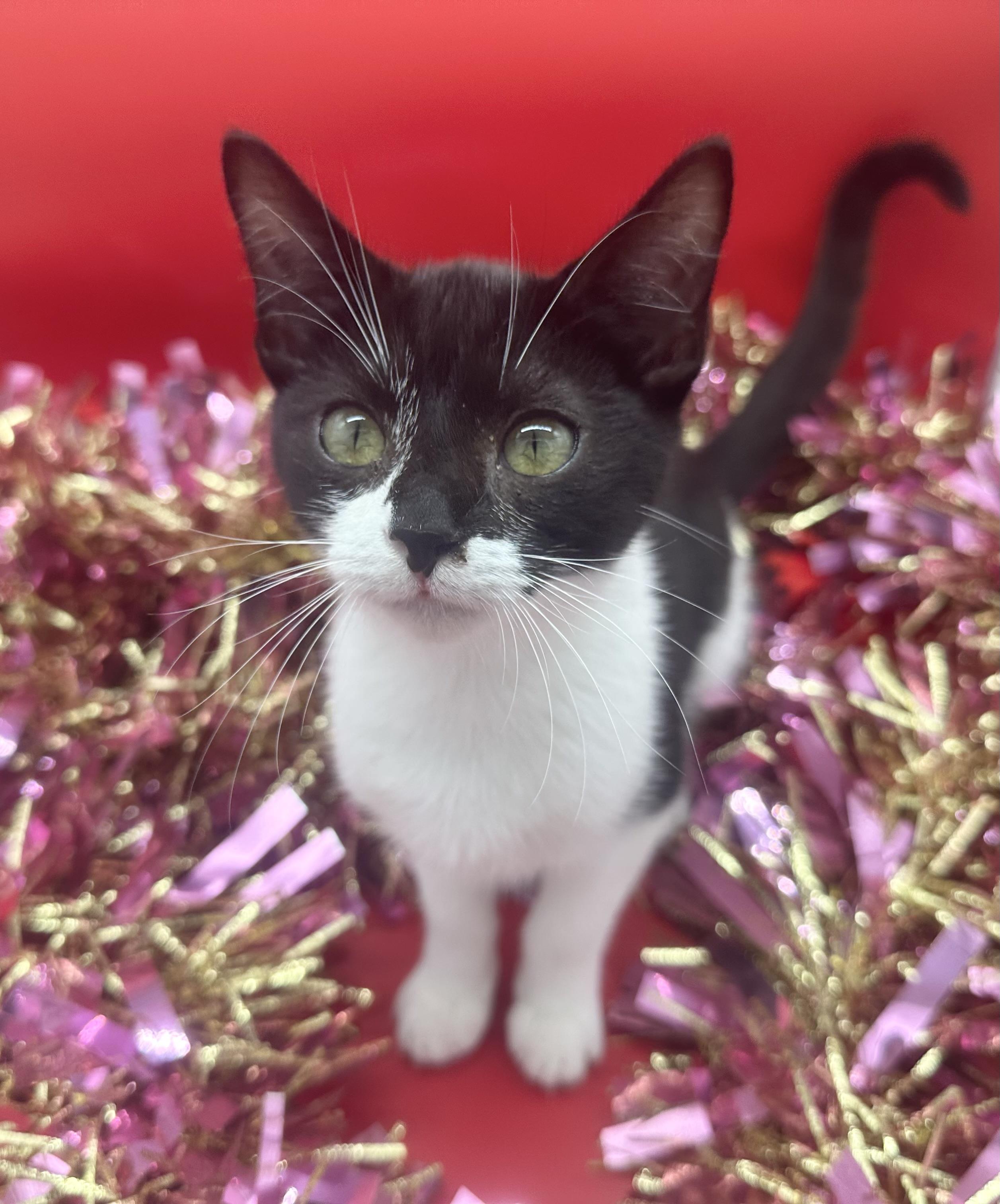 Enlarge Scarlett , a ADOPTABLE Domestic Short Hair in HUNTINGTON BEACH, CA image 4/5