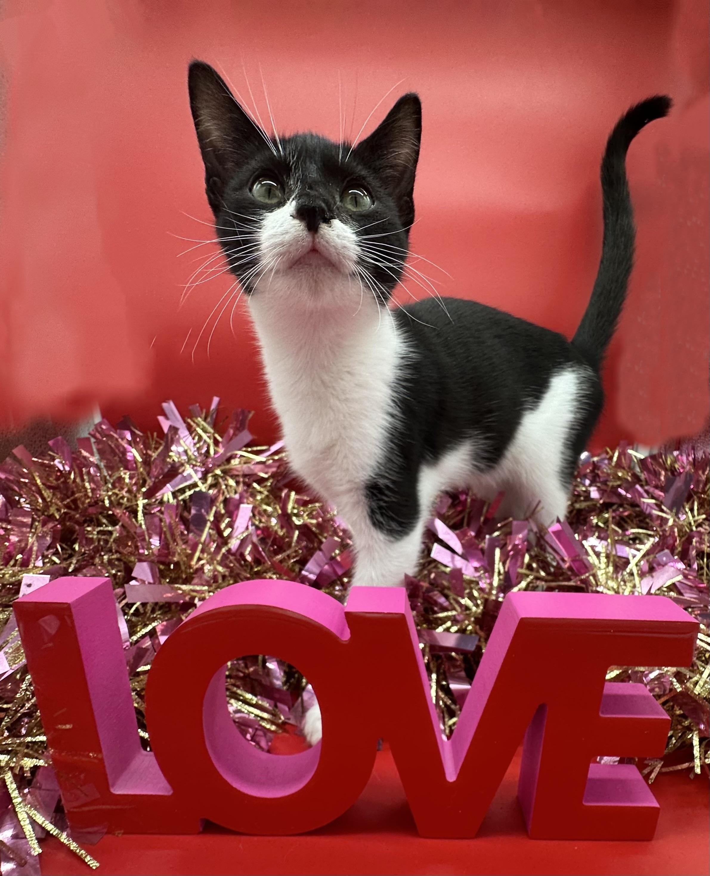 Enlarge Scarlett , a ADOPTABLE Domestic Short Hair in HUNTINGTON BEACH, CA image 3/5