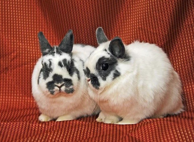 Enlarge Swann (bonded to Sparrow), a Adopted Netherland Dwarf in Erie, CO image 1/3