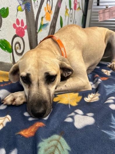 Hunter 25, Adoptable, Adult Male Black Mouth Cur.