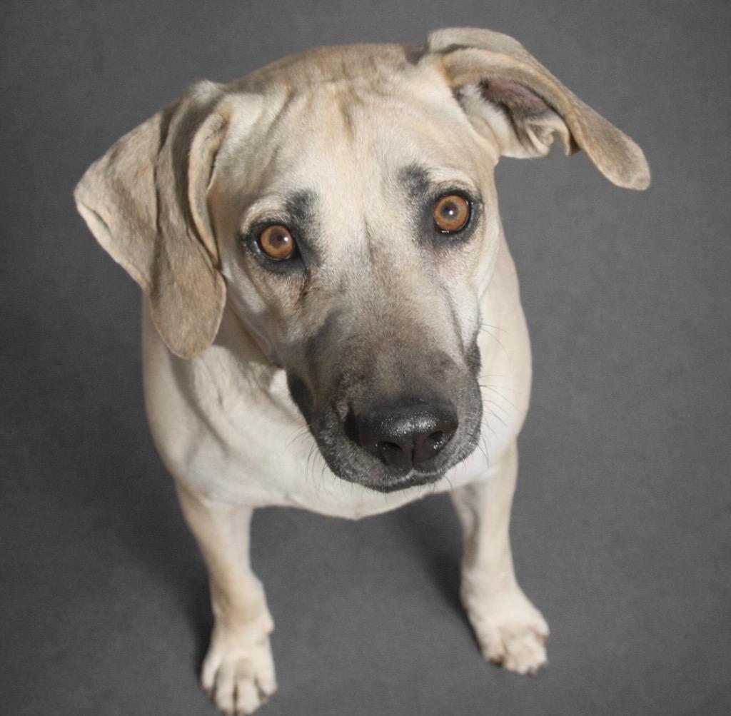 Hunter 25, Adoptable, Adult Male Black Mouth Cur.