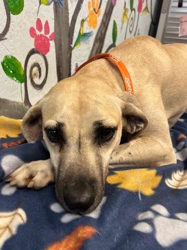 Enlarge Hunter 25, a Adoptable mixed breed in Brookhaven, MS image 2/2