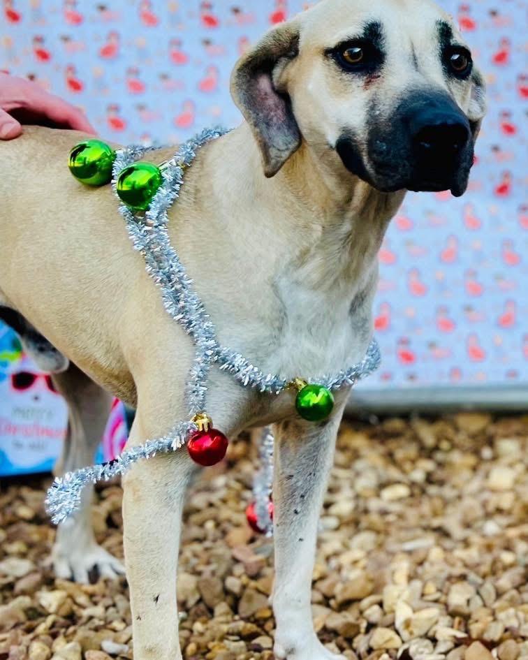 Enlarge Hunter 25, a Adoptable mixed breed in Brookhaven, MS image 2/3