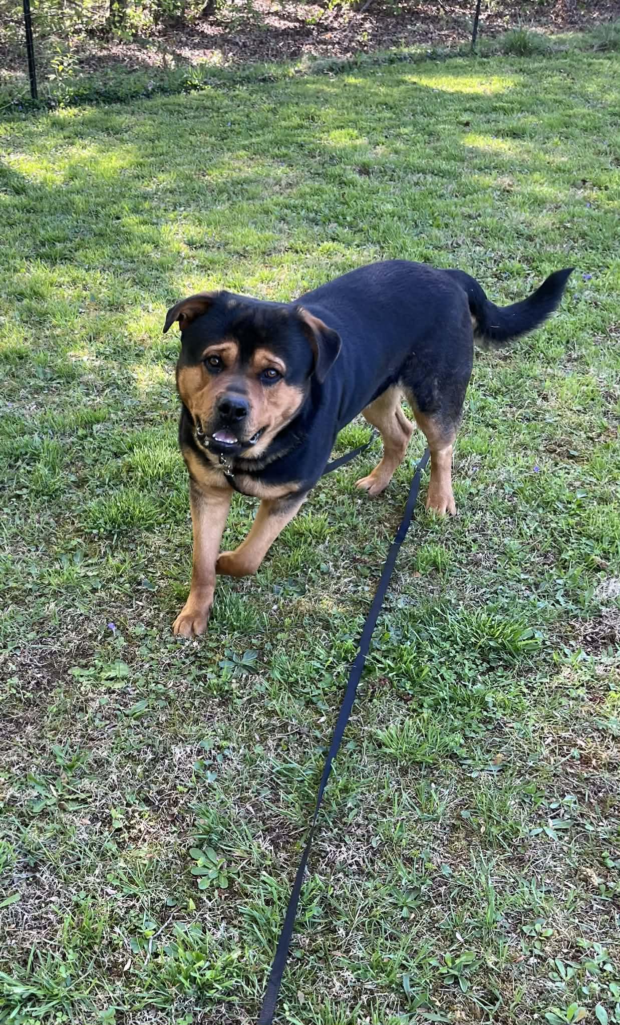 Enlarge JayR , a ADOPTABLE mixed breed in Warrenton, VA image 4/6