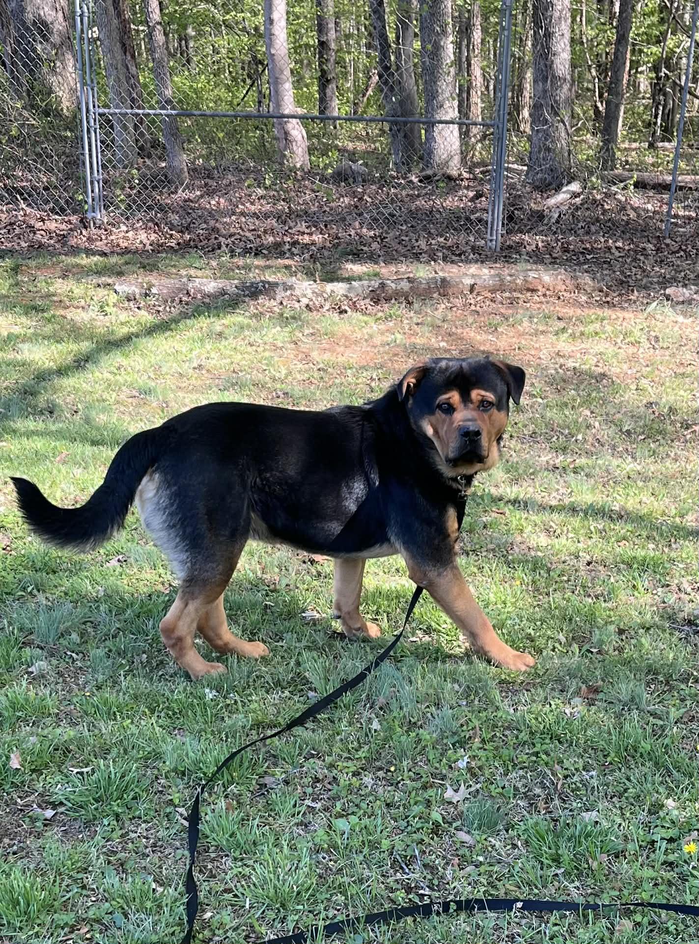 Enlarge JayR , a ADOPTABLE mixed breed in Warrenton, VA image 3/6