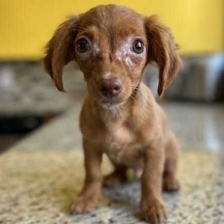 Luna 7294, adopted, Puppy Female Chihuahua.