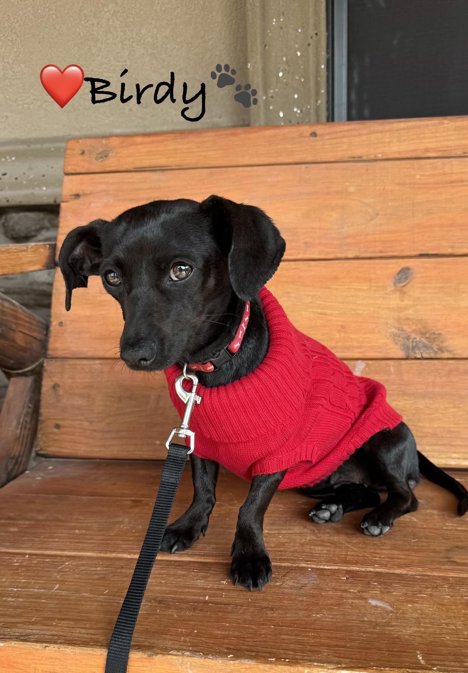 Enlarge Birdy, a Adoptable mixed breed in Temple, TX image 1/3