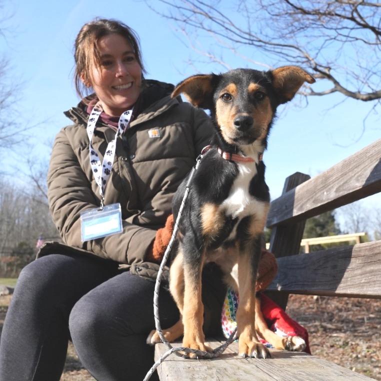 Enlarge DONA, a Adoptable Miniature Pinscher in Atco, NJ image 1/6
