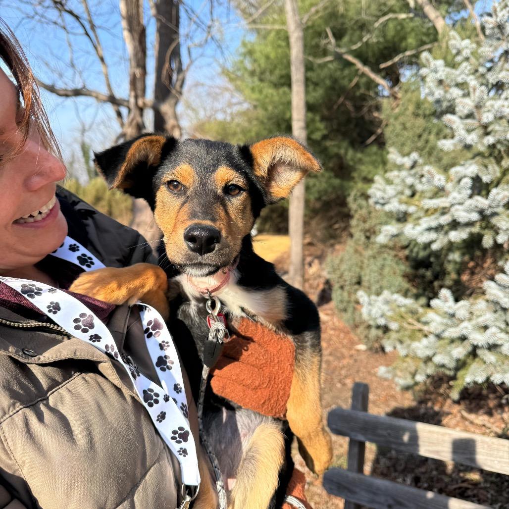 Enlarge DONA, a Adoptable Miniature Pinscher in Atco, NJ image 2/6