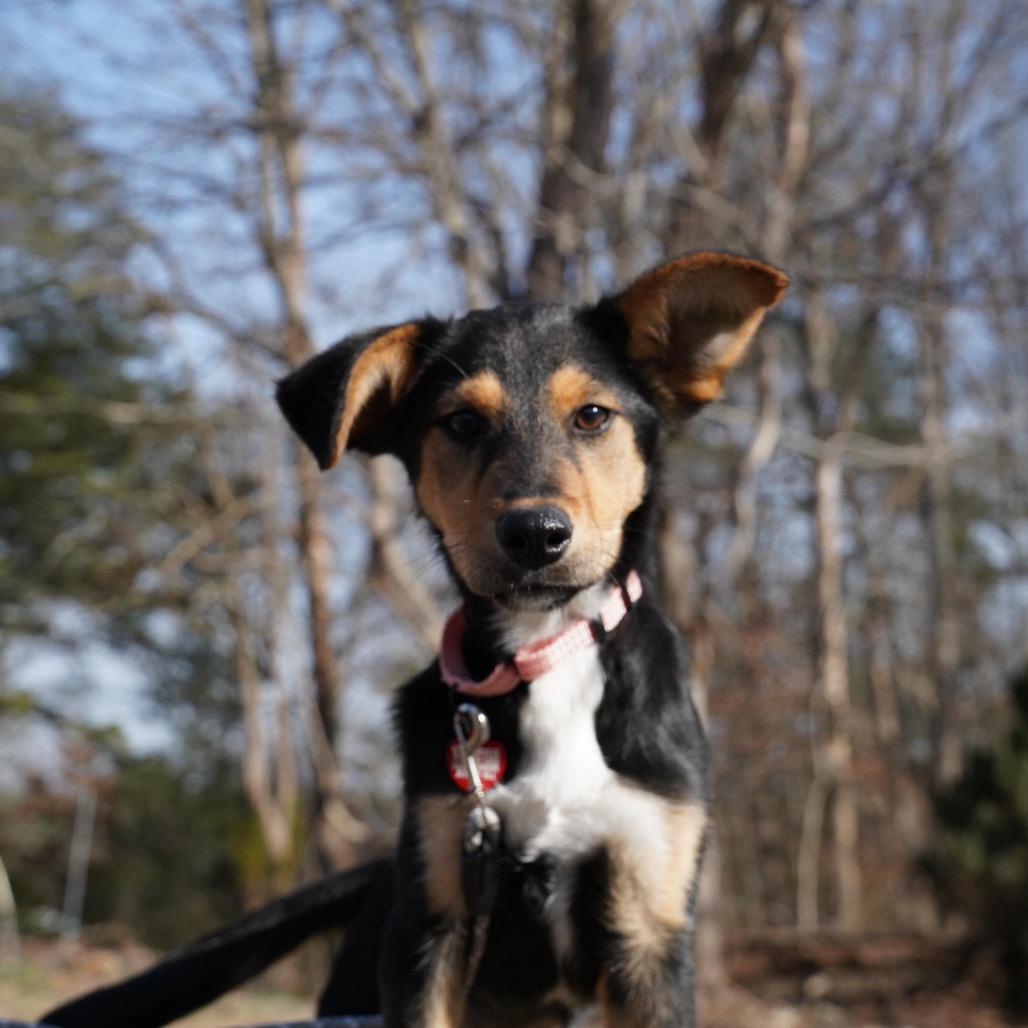 Enlarge DONA, a Adoptable Miniature Pinscher in Atco, NJ image 3/6