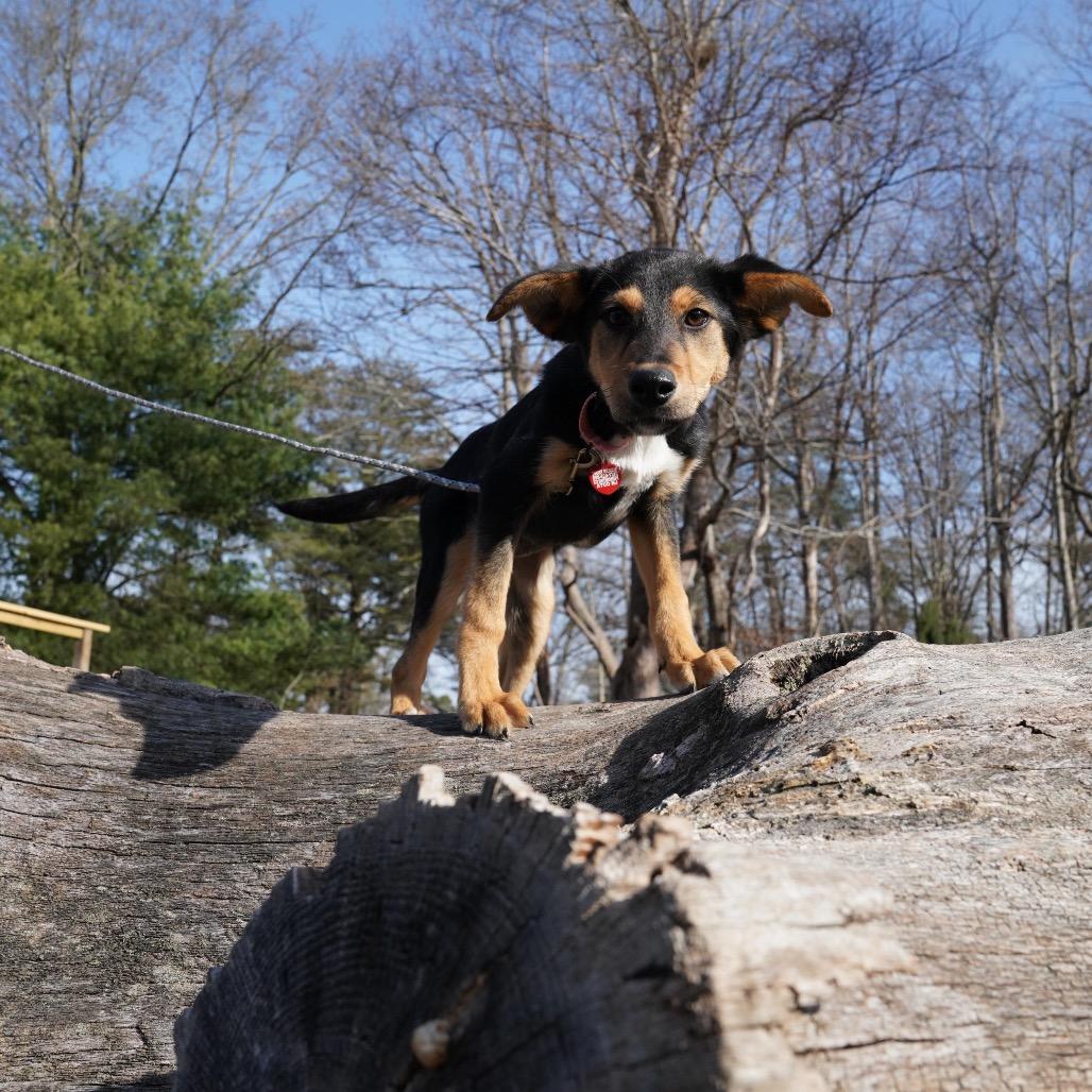 Enlarge DONA, a Adoptable Miniature Pinscher in Atco, NJ image 5/6