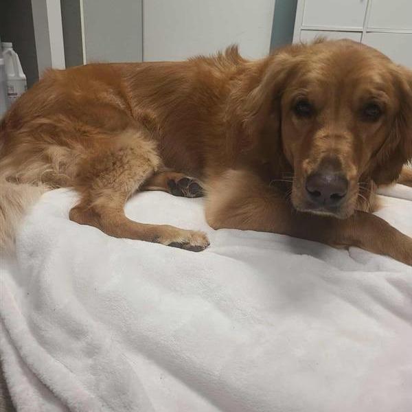 Raiya, a Adoptable Golden Retriever in Calgary, AB image 1/6