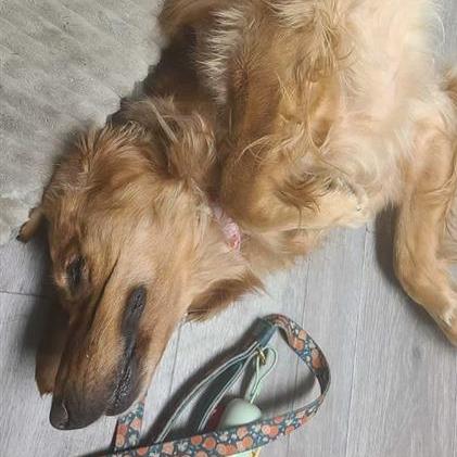 Raiya, a Adoptable Golden Retriever in Calgary, AB image 2/6