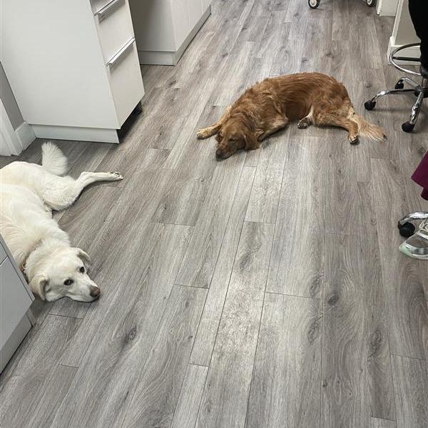 Raiya, a Adoptable Golden Retriever in Calgary, AB image 3/6