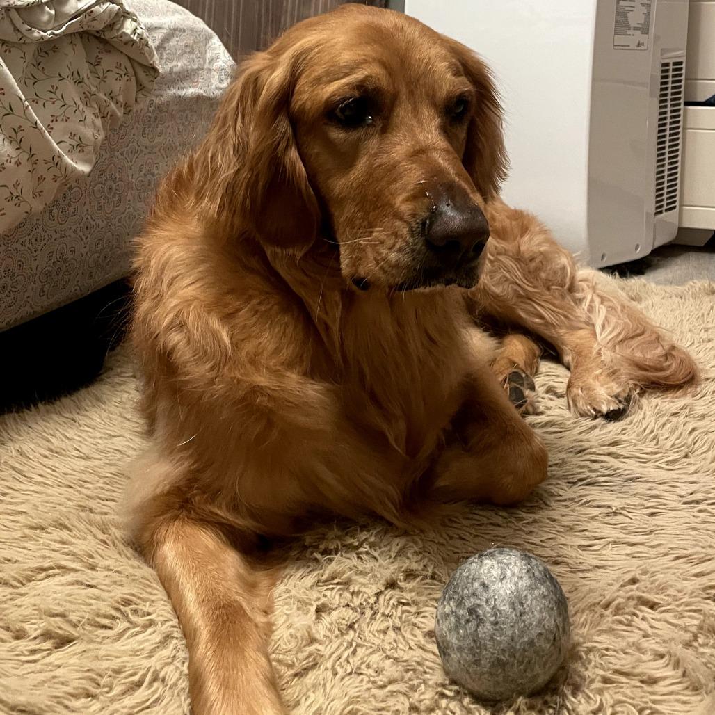 Raiya, a Adoptable Golden Retriever in Calgary, AB image 4/6