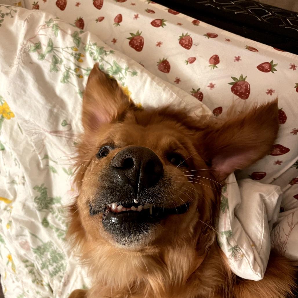 Raiya, a Adoptable Golden Retriever in Calgary, AB image 5/6