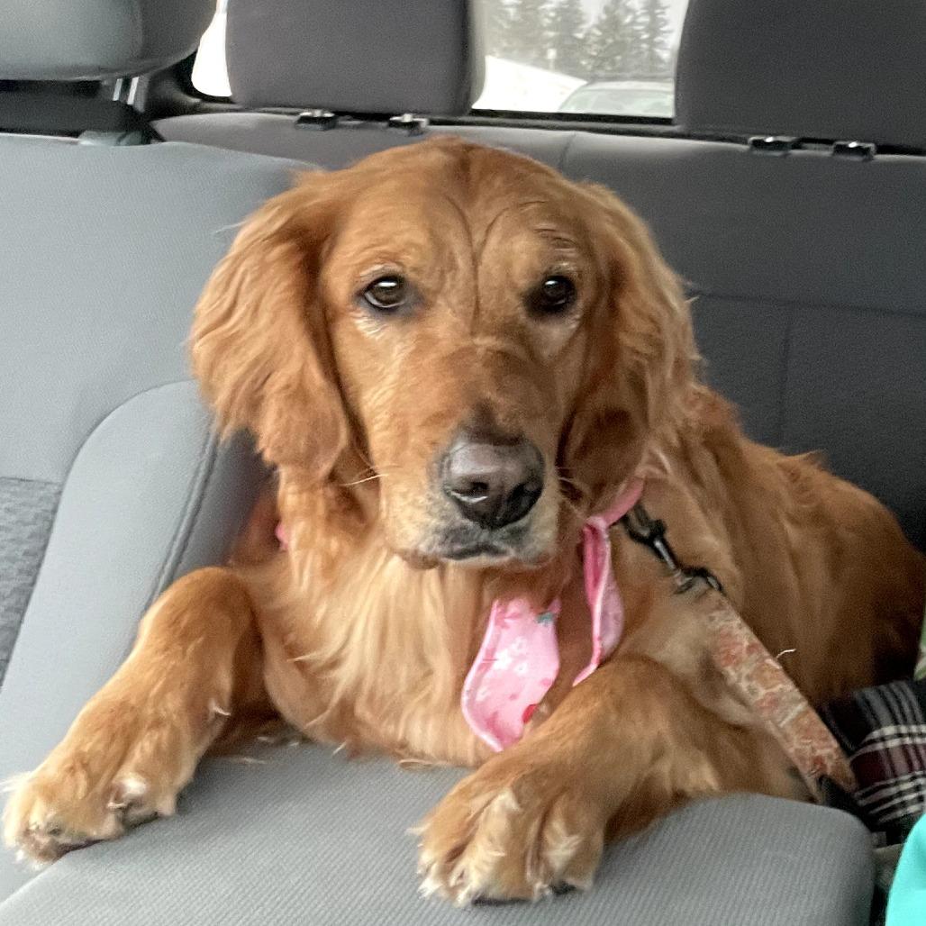 Raiya, a Adoptable Golden Retriever in Calgary, AB image 6/6