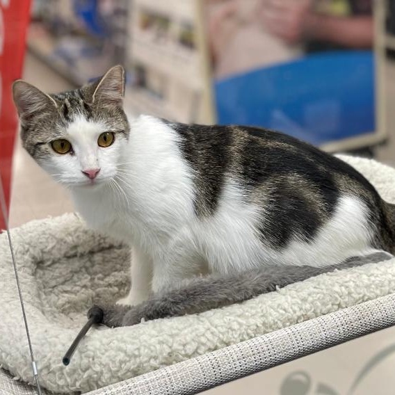 Enlarge Indigo, a Adoptable mixed breed in Buffalo, NY image 2/3