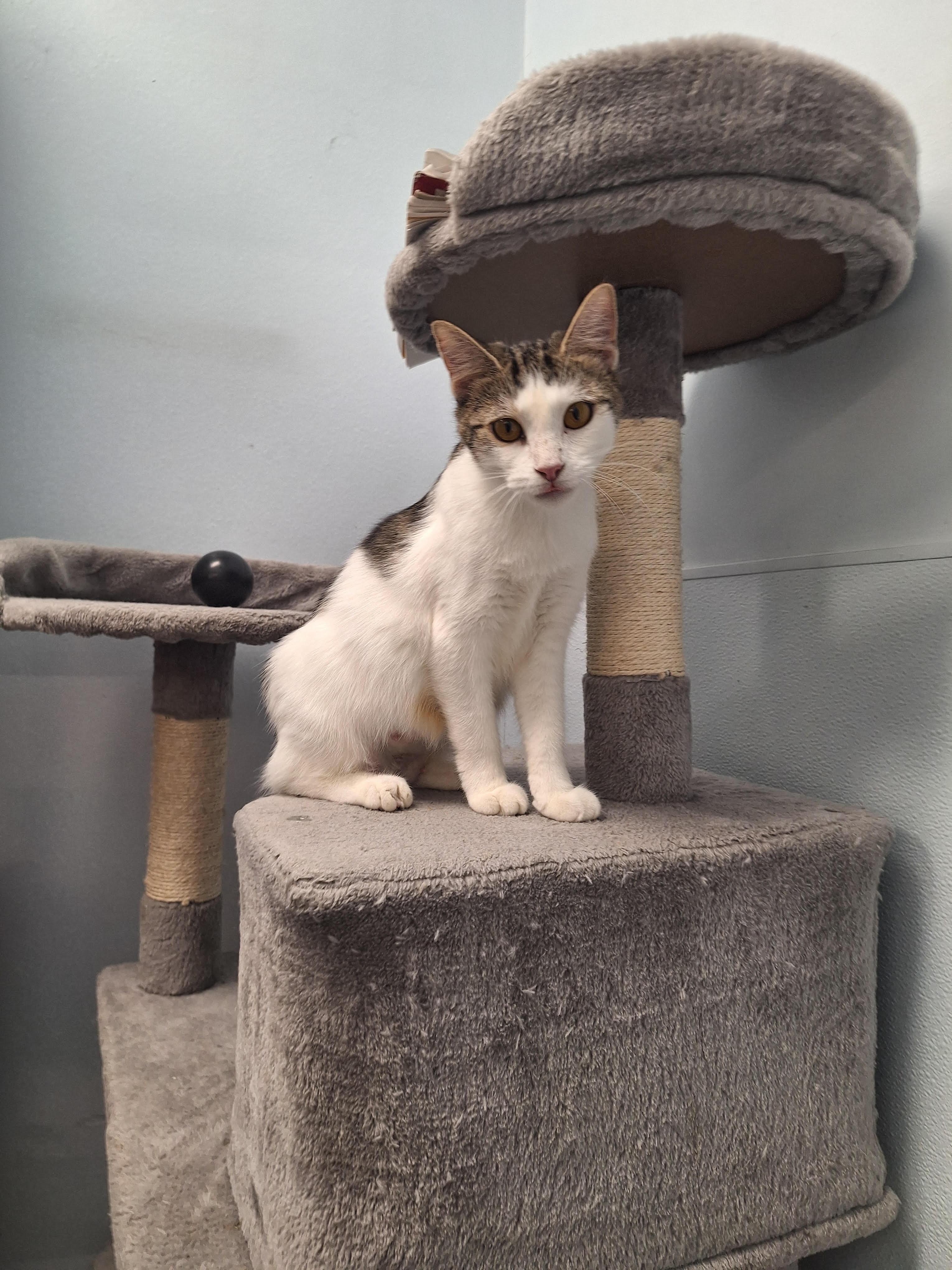 Indigo, Adoptable, Young Female Domestic Short Hair.