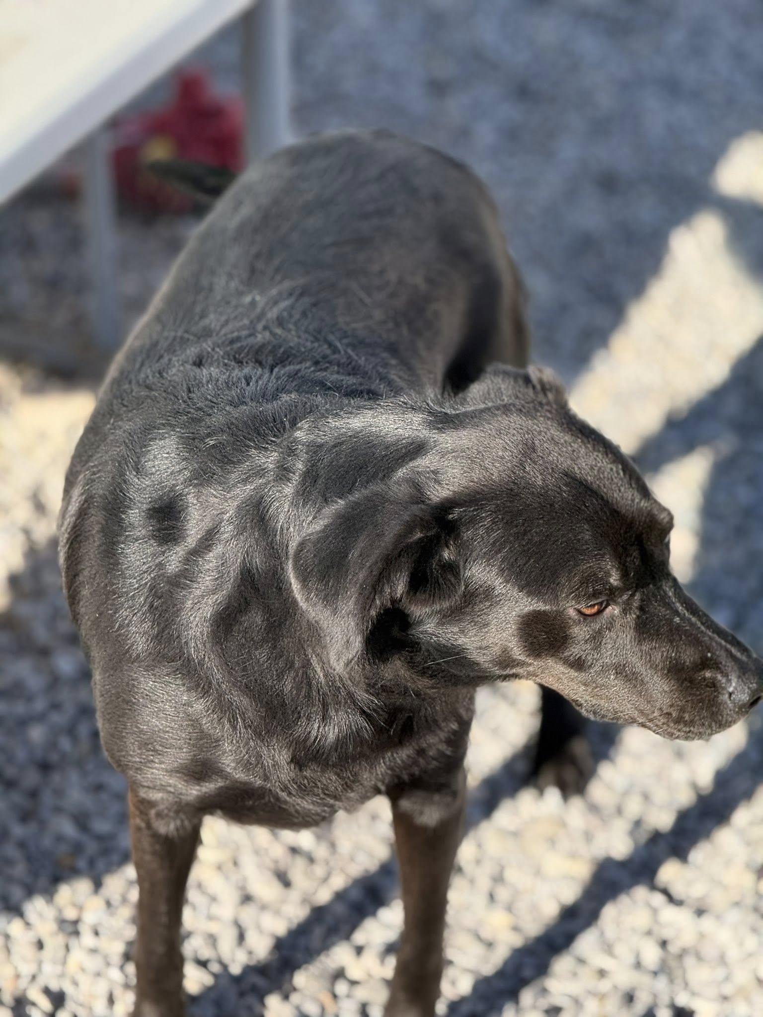 Enlarge Autumn ** Will Graduate Caged to Saved Program March 25**, a ADOPTABLE mixed breed in Rawlins, WY image 2/4