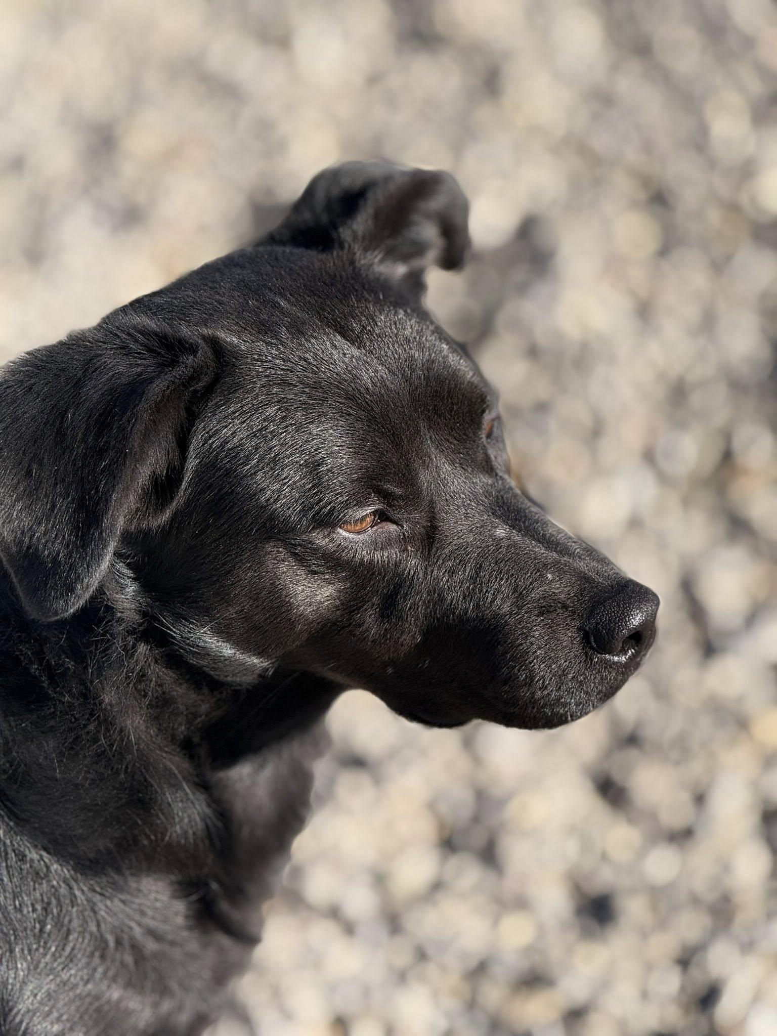Autumn ** Will Graduate Caged to Saved Program March 25**, ADOPTABLE, Adult Female Black Labrador Retriever & Chihuahua.