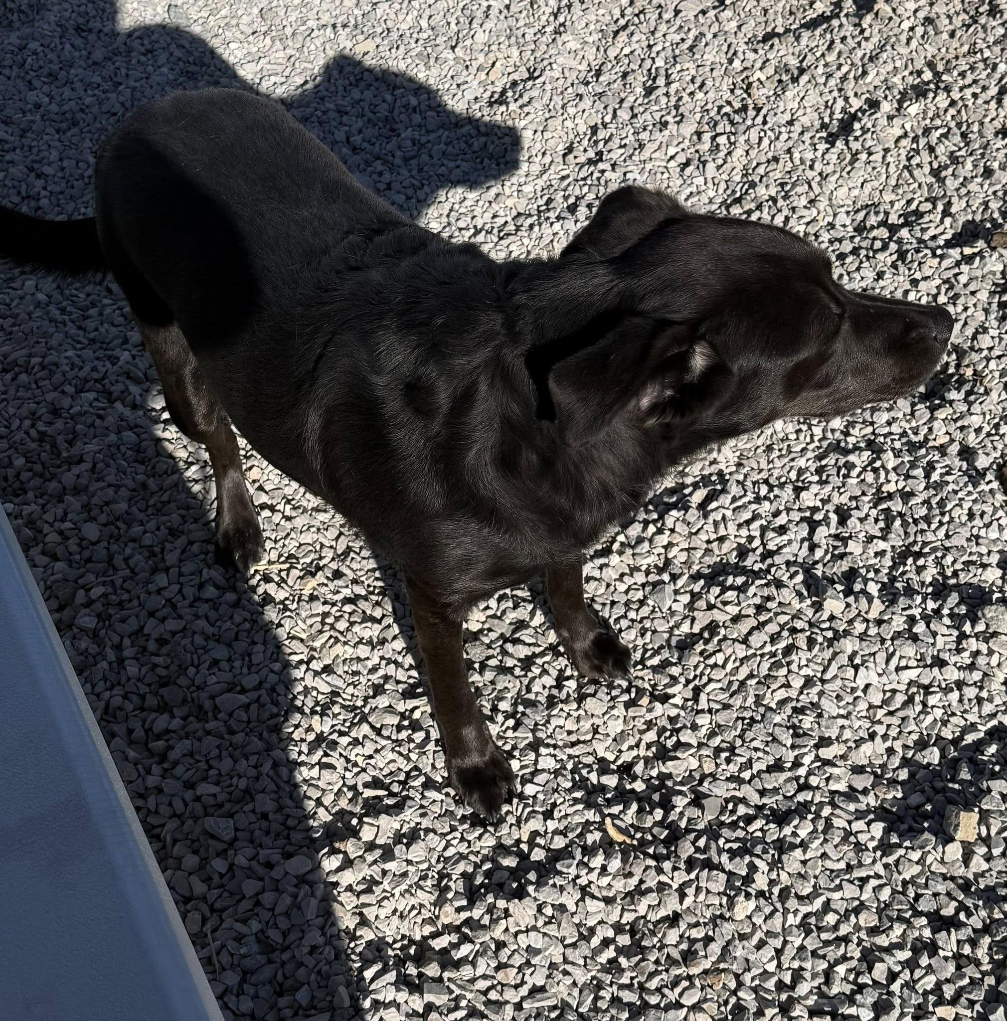 Enlarge Autumn ** Will Graduate Caged to Saved Program March 25**, a ADOPTABLE mixed breed in Rawlins, WY image 4/4