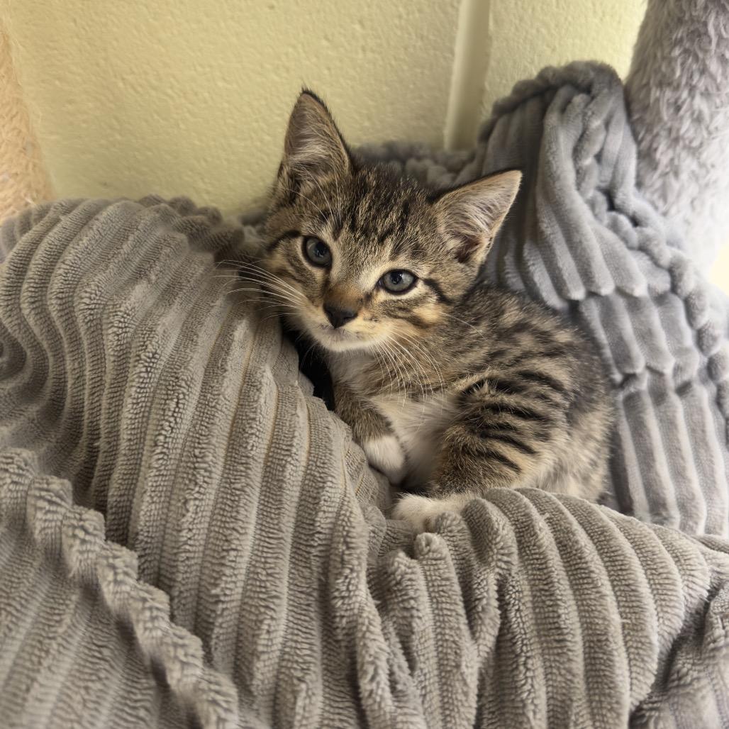 Loki, Adoptable, Kitten Male Domestic Short Hair.