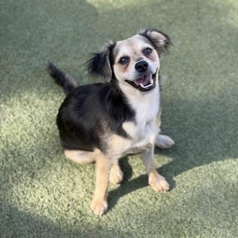 Enlarge HARROW, a ADOPTABLE mixed breed in norwalk, CT image 6/6