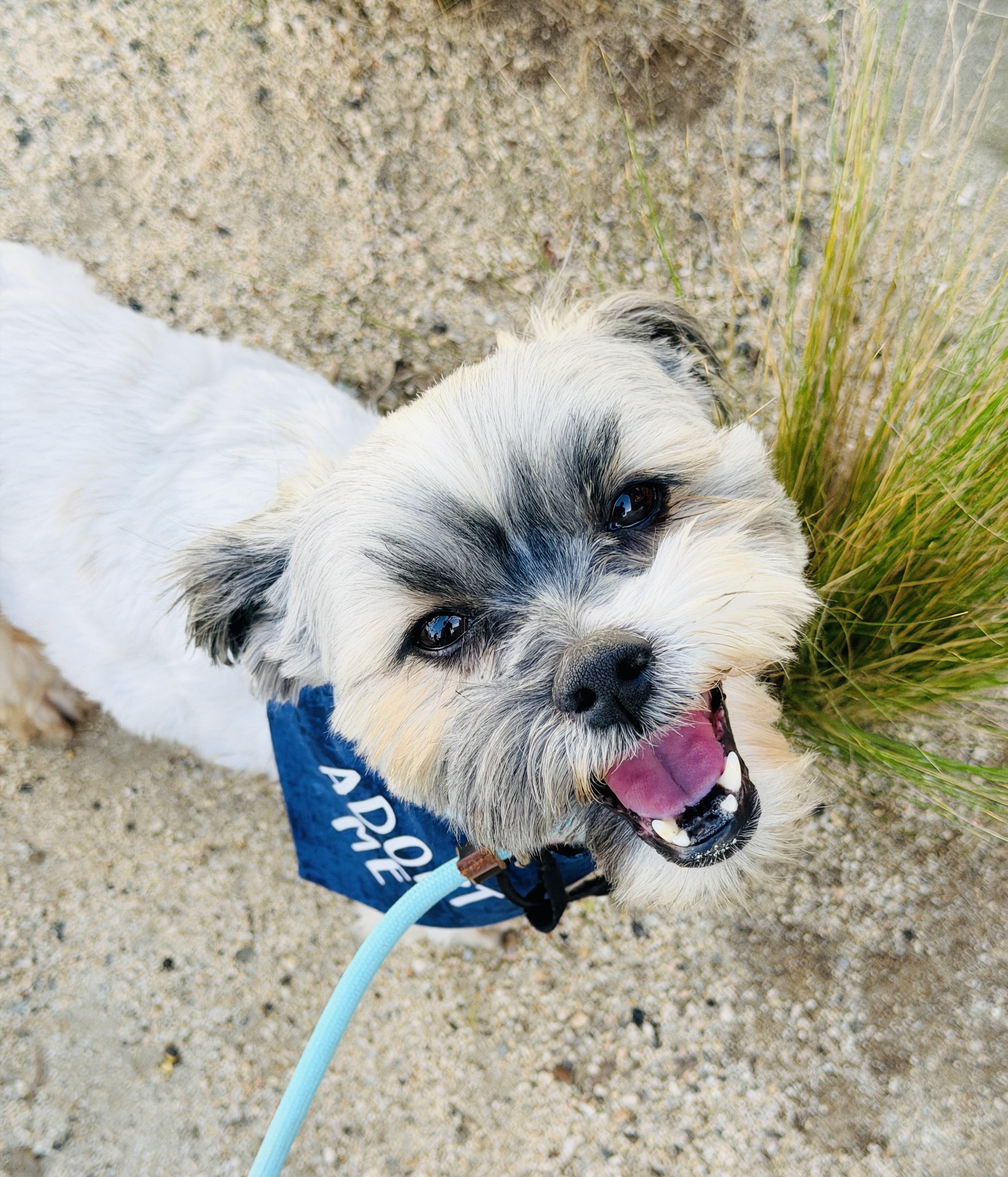 Enlarge Dudley, an adopted Shih Tzu in Corona Del Mar, CA image 2/4