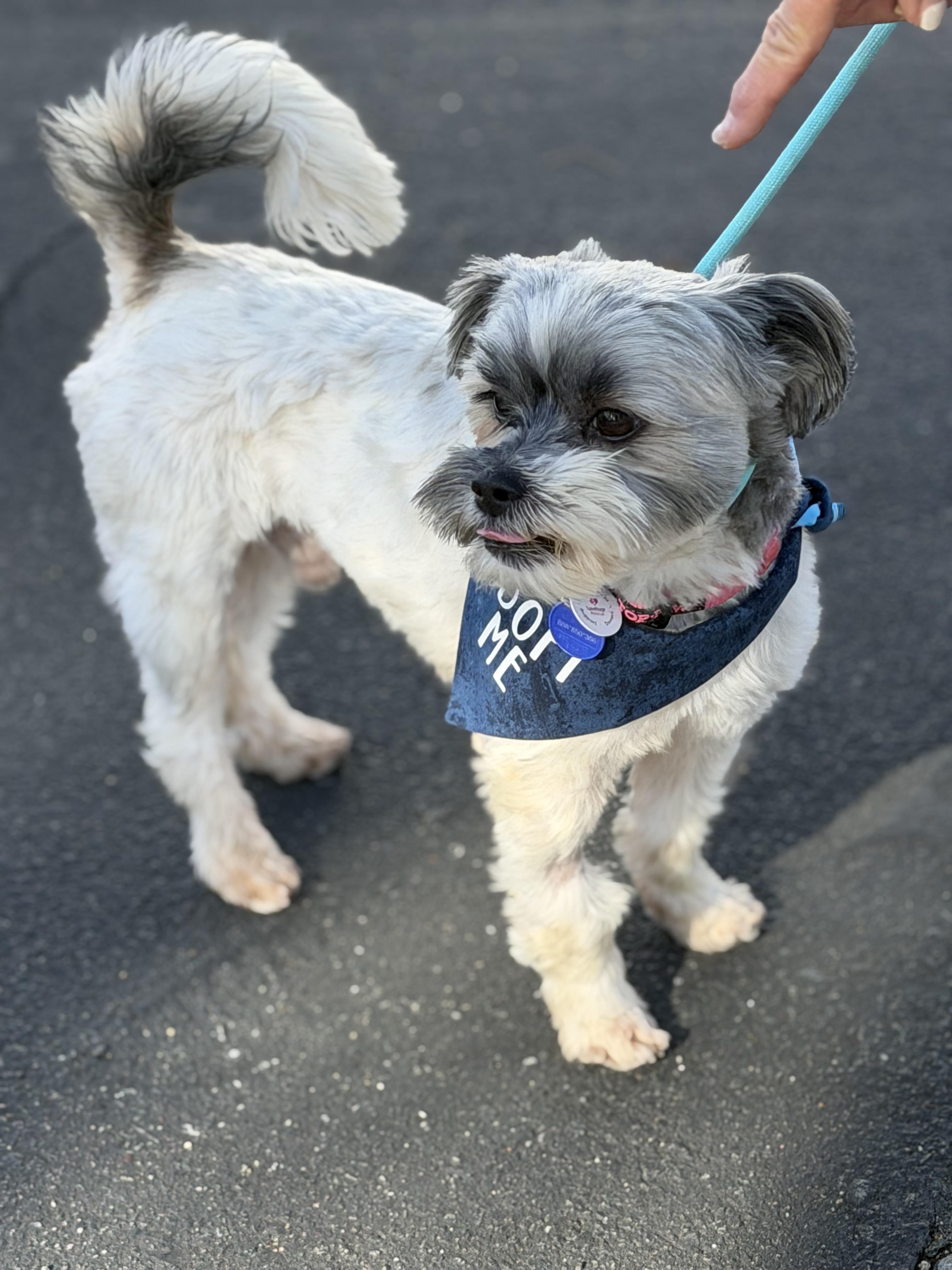 Enlarge Dudley, an adopted Shih Tzu in Corona Del Mar, CA image 3/4