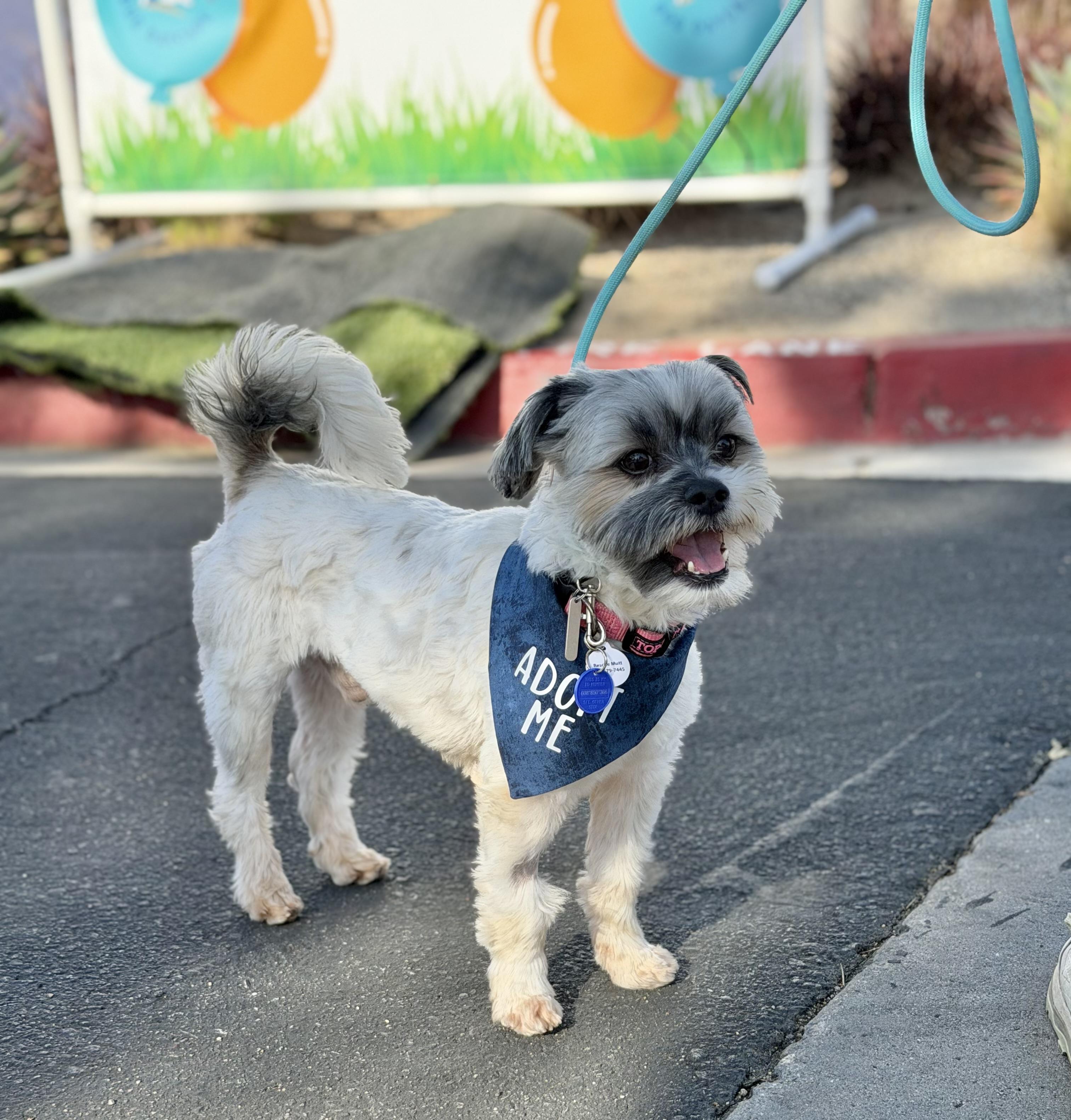 Enlarge Dudley, an adopted Shih Tzu in Corona Del Mar, CA image 4/4