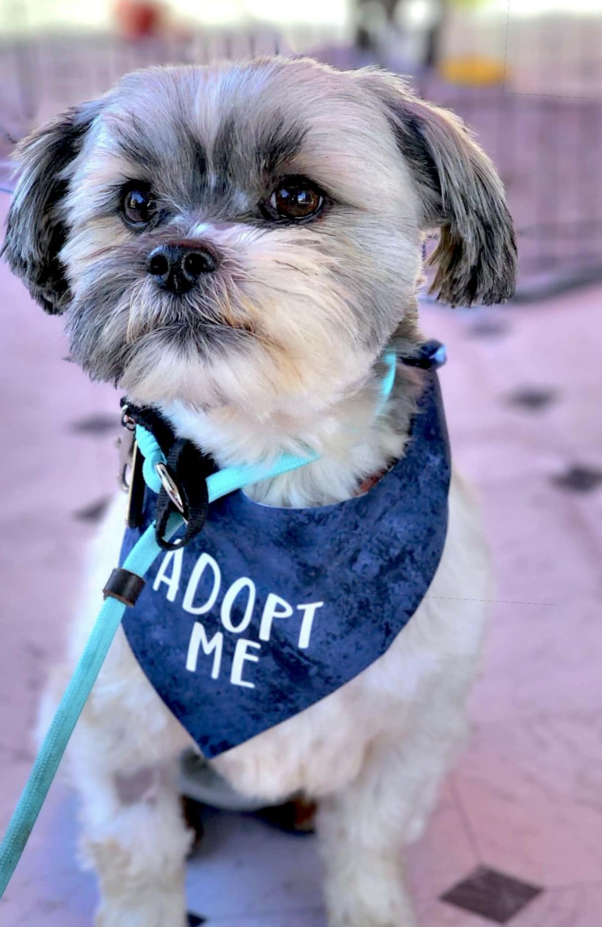 Enlarge Dudley, an adopted Shih Tzu in Corona Del Mar, CA image 1/4