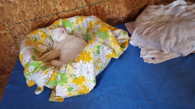 Trinket — thumbnail 2