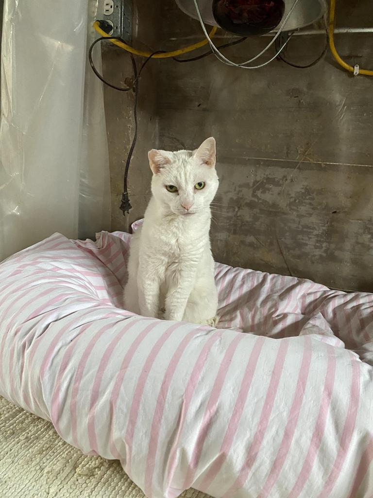 Trinket — thumbnail 3